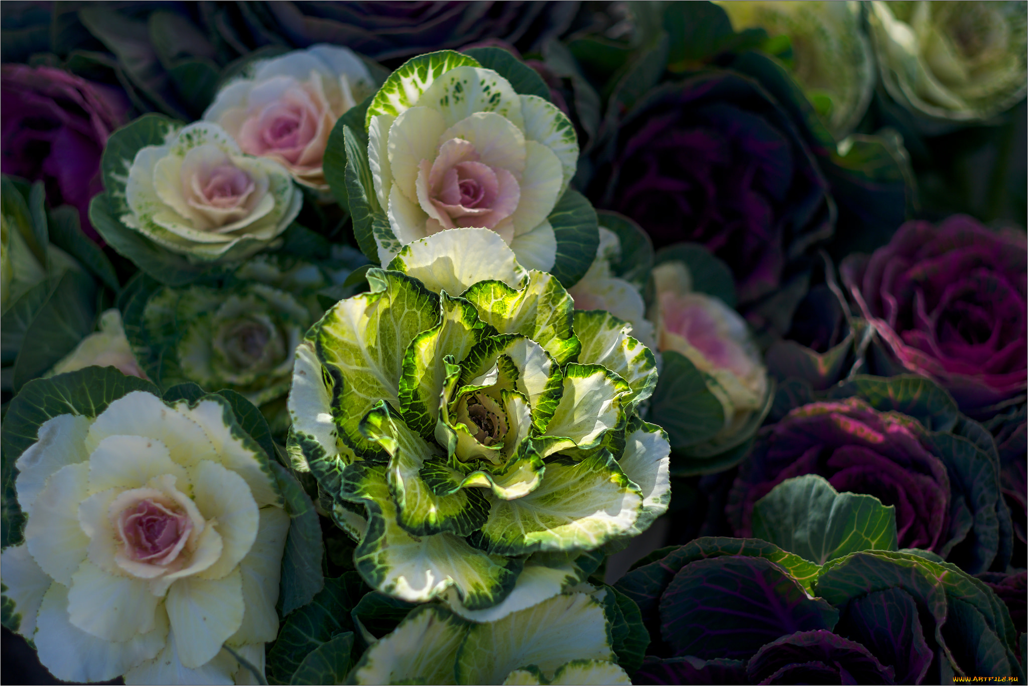 цветы, декоративная, капуста, декоративная, капуста