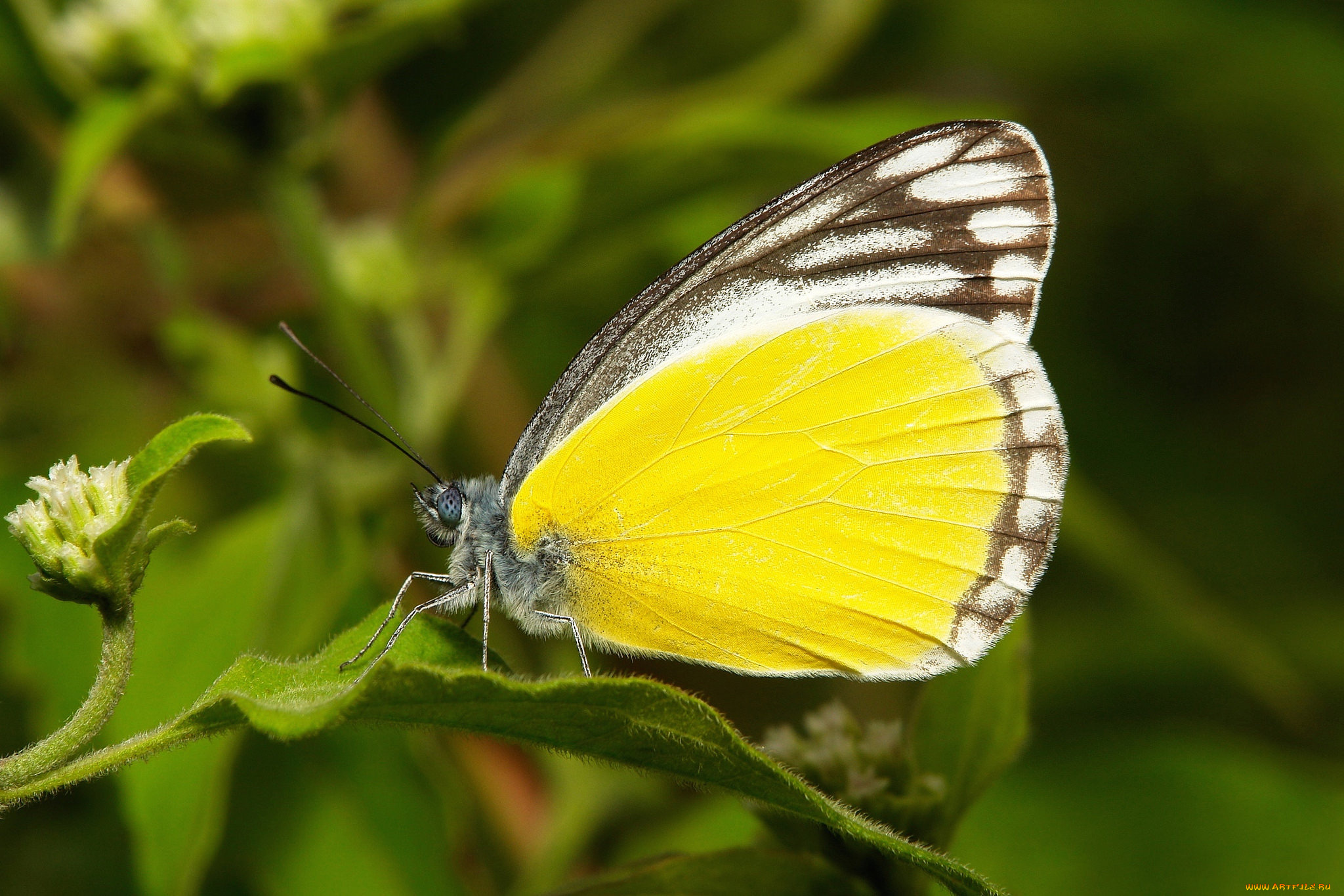 животные, бабочки, , мотыльки, , моли, itchydogimages, макро, бабочка, крылья