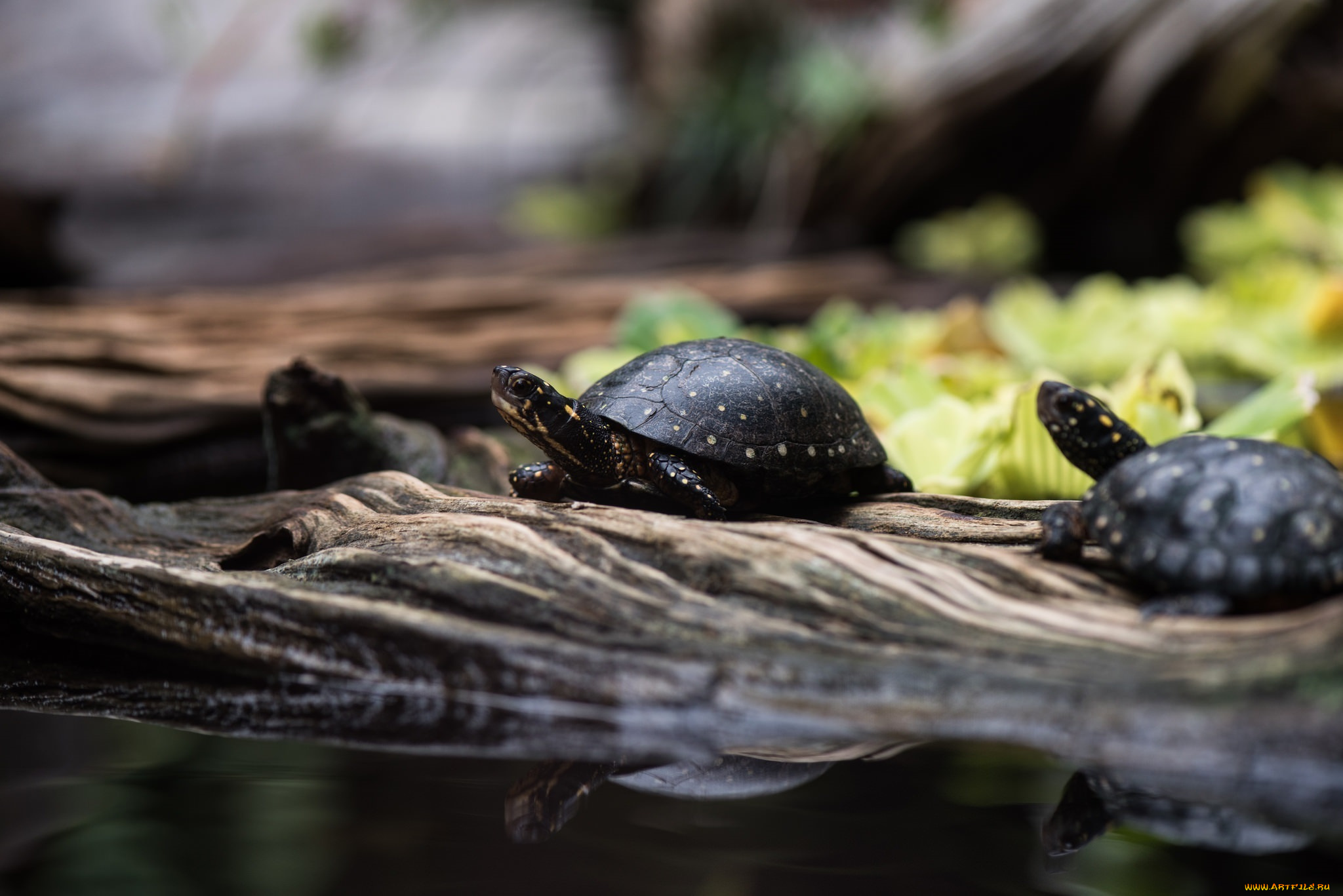 животные, Черепахи, черепашки