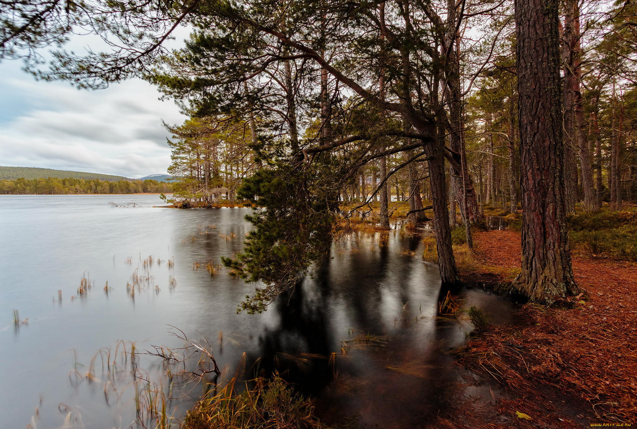 природа, реки, озера, река, лес