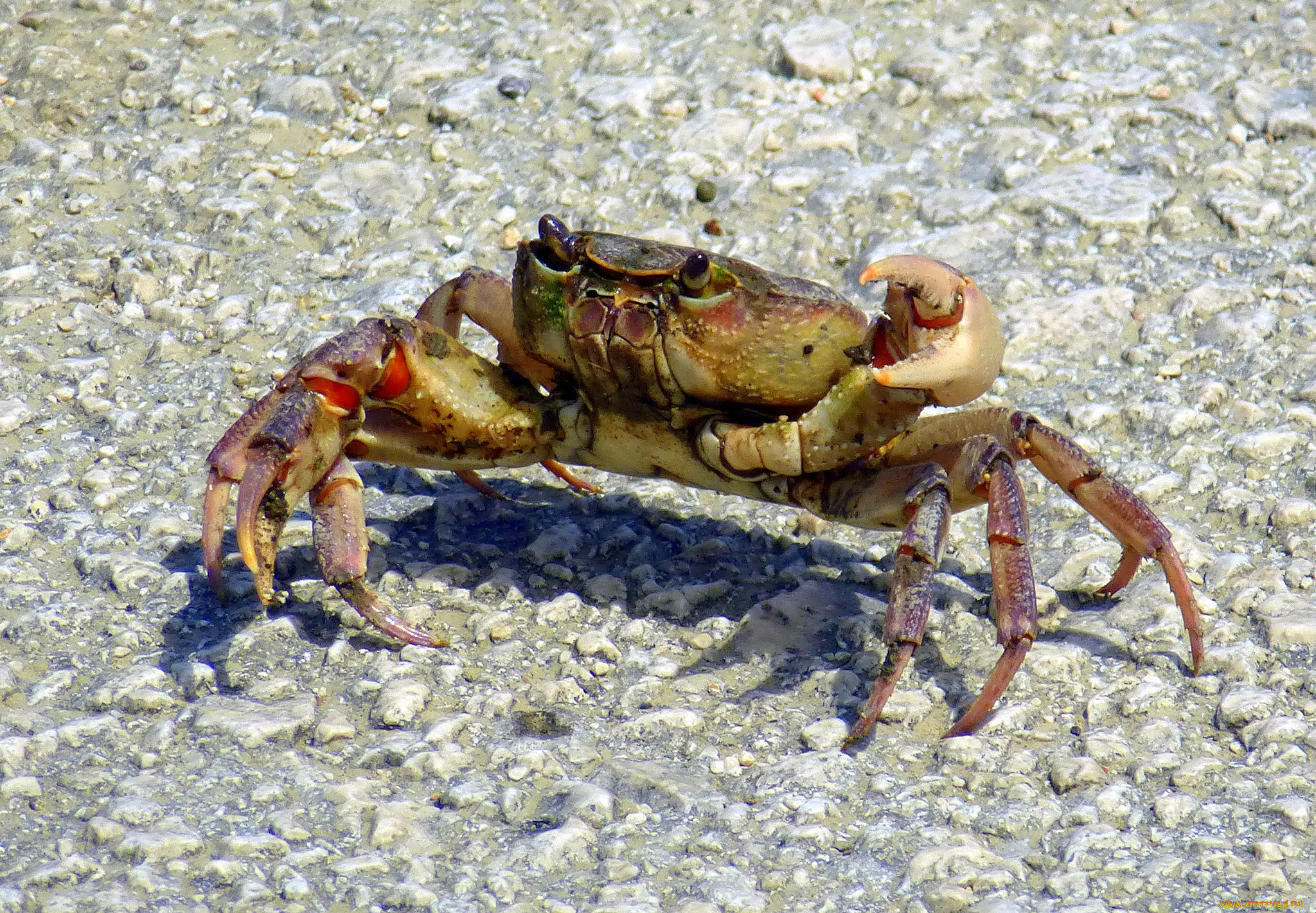 животные, крабы, , раки, краб