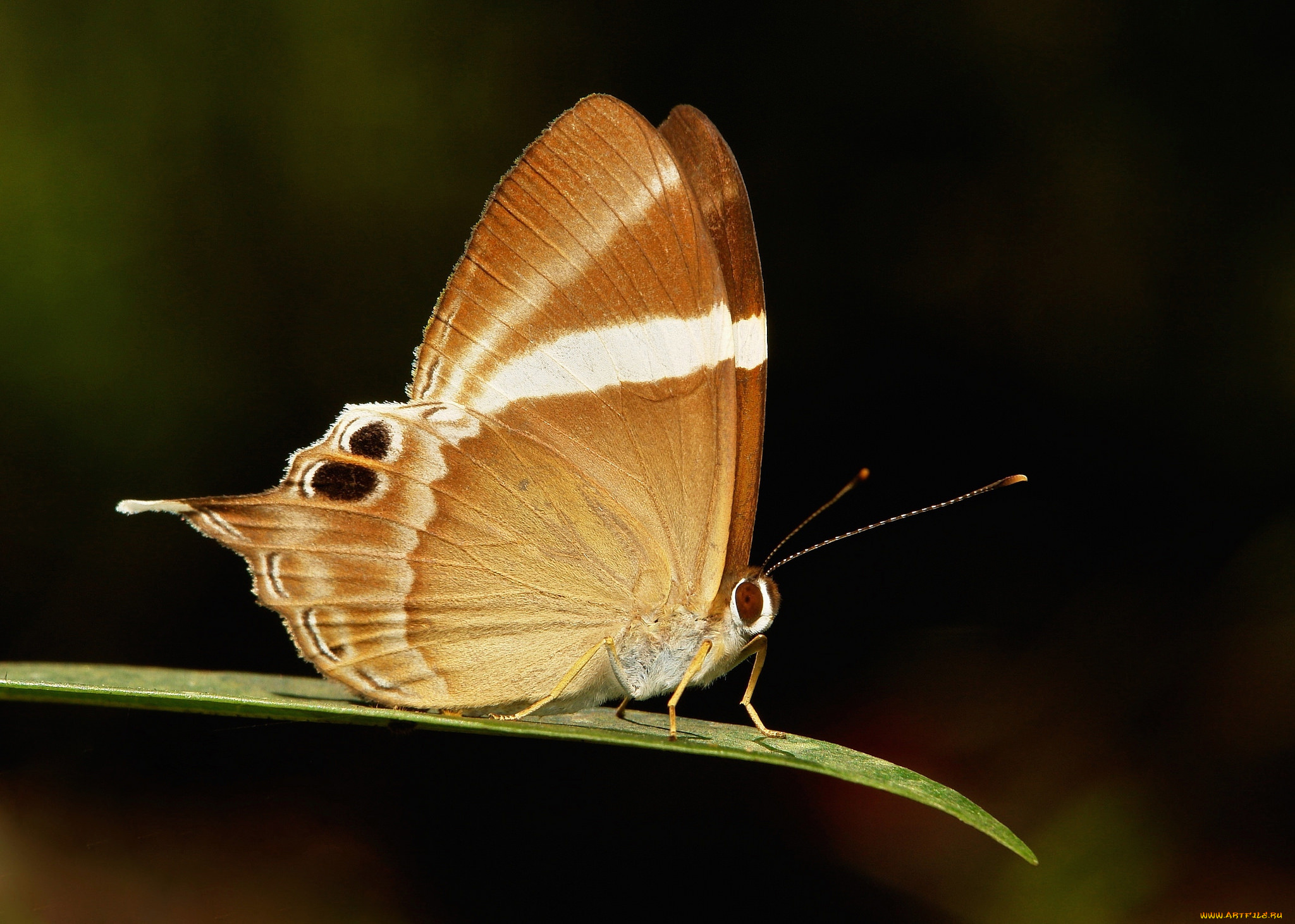 животные, бабочки, , мотыльки, , моли, itchydogimages, макро, бабочка, крылья