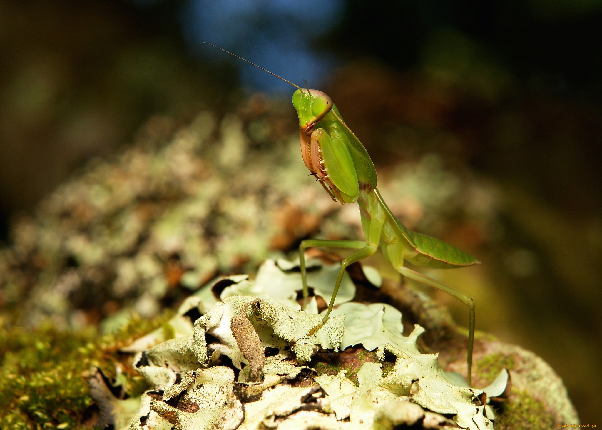 животные, богомолы, itchydogimages, макро, богомол