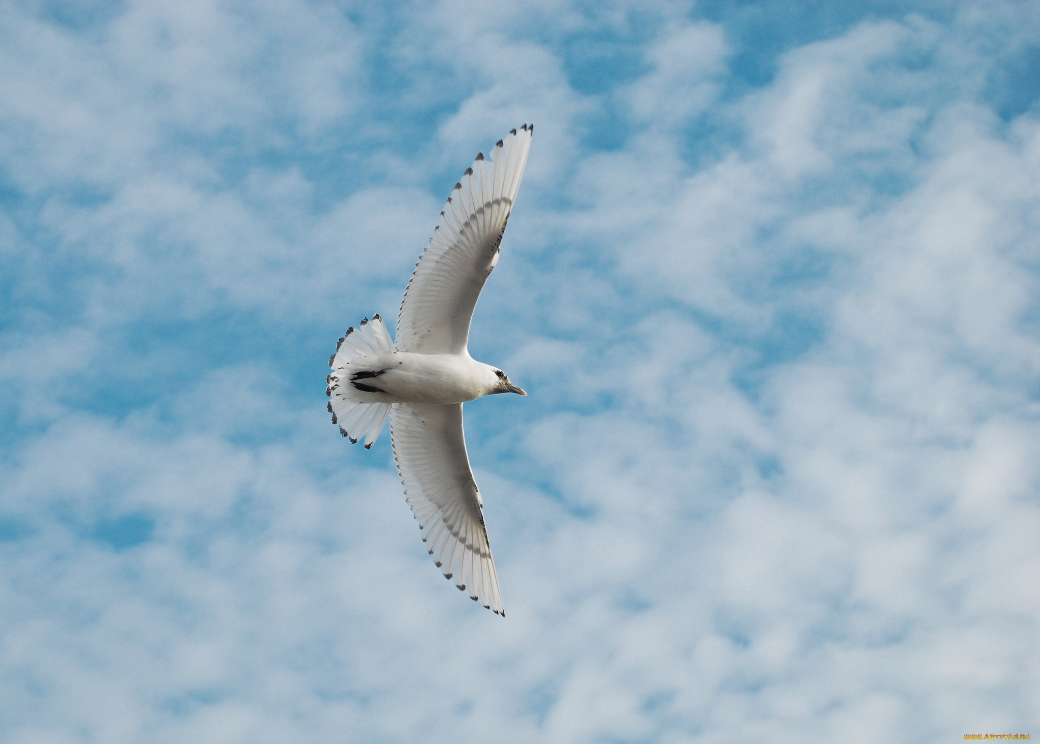 животные, Чайки, , бакланы, , крачки, небо, чайка, облака