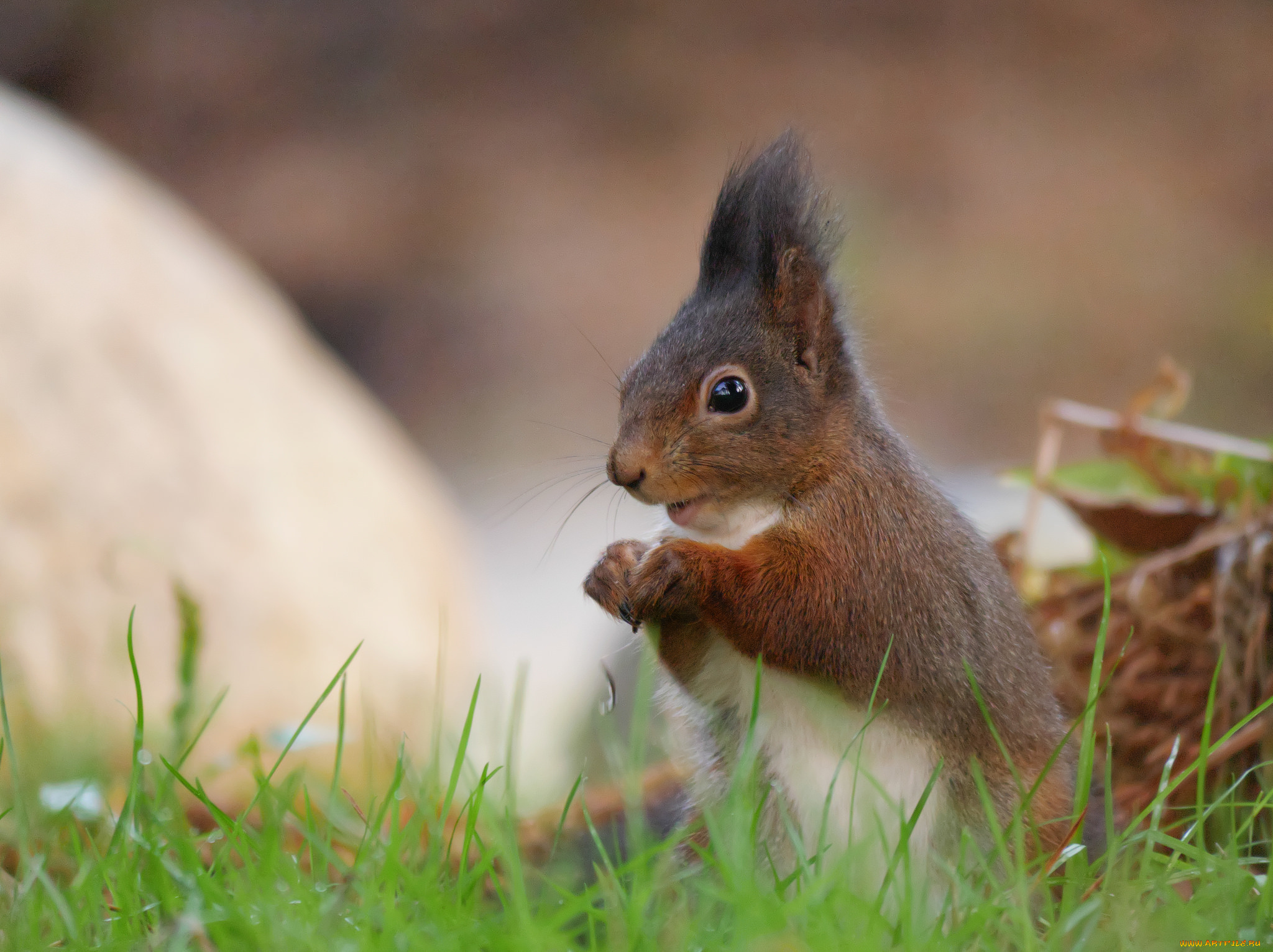животные, белки, белка, грызун