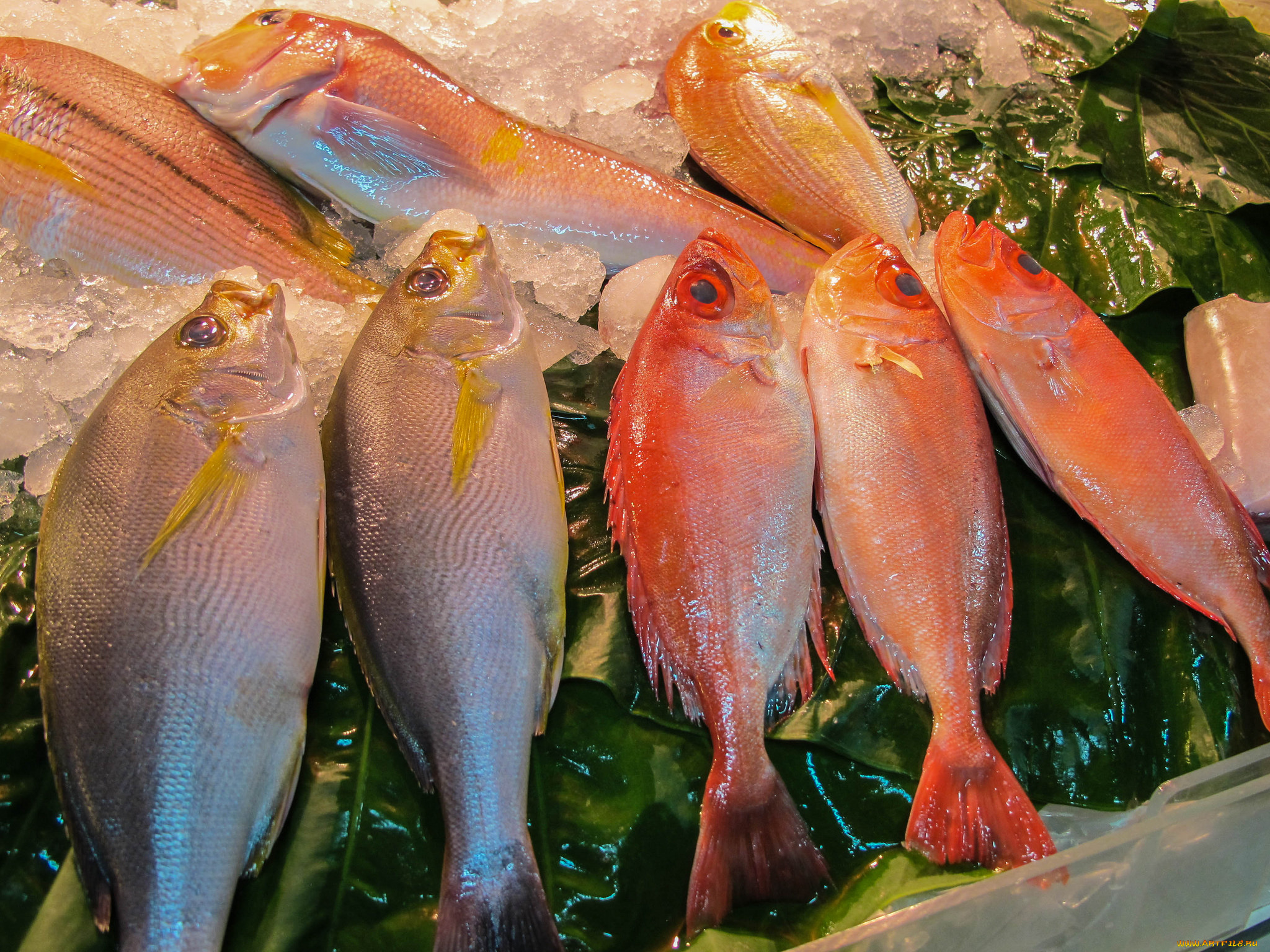 еда, рыба, , морепродукты, , суши, , роллы