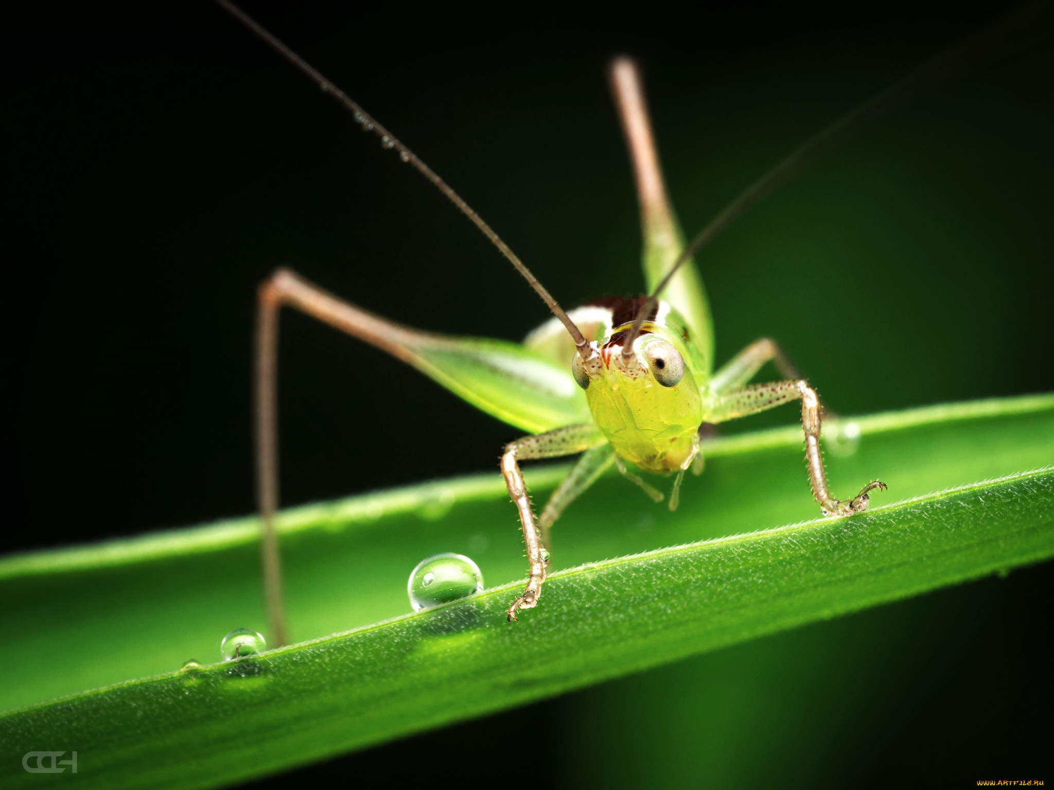 животные, кузнечики, , саранча, макро, кузнечик, малыш, капли, травинка