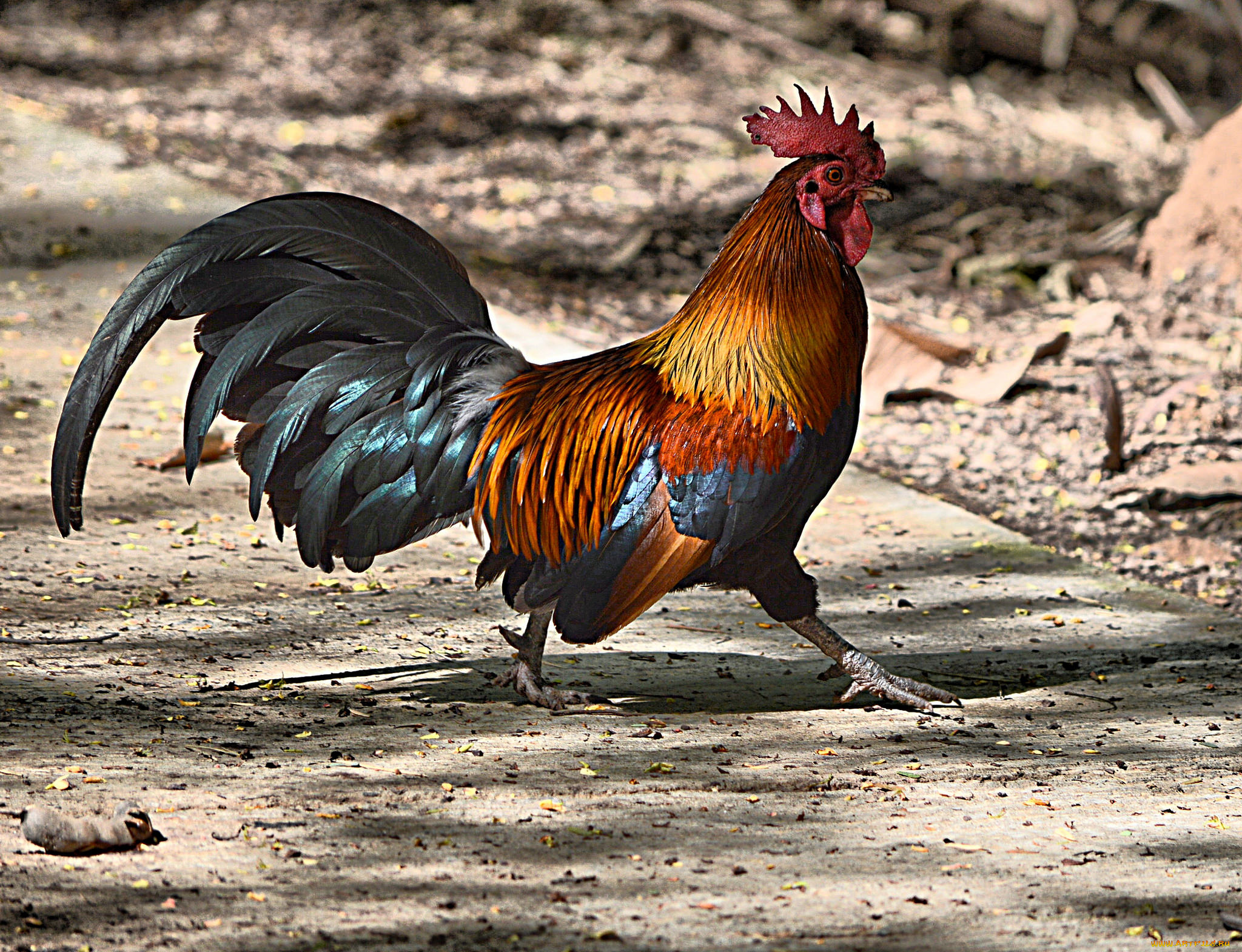 животные, куры, , петухи, петя