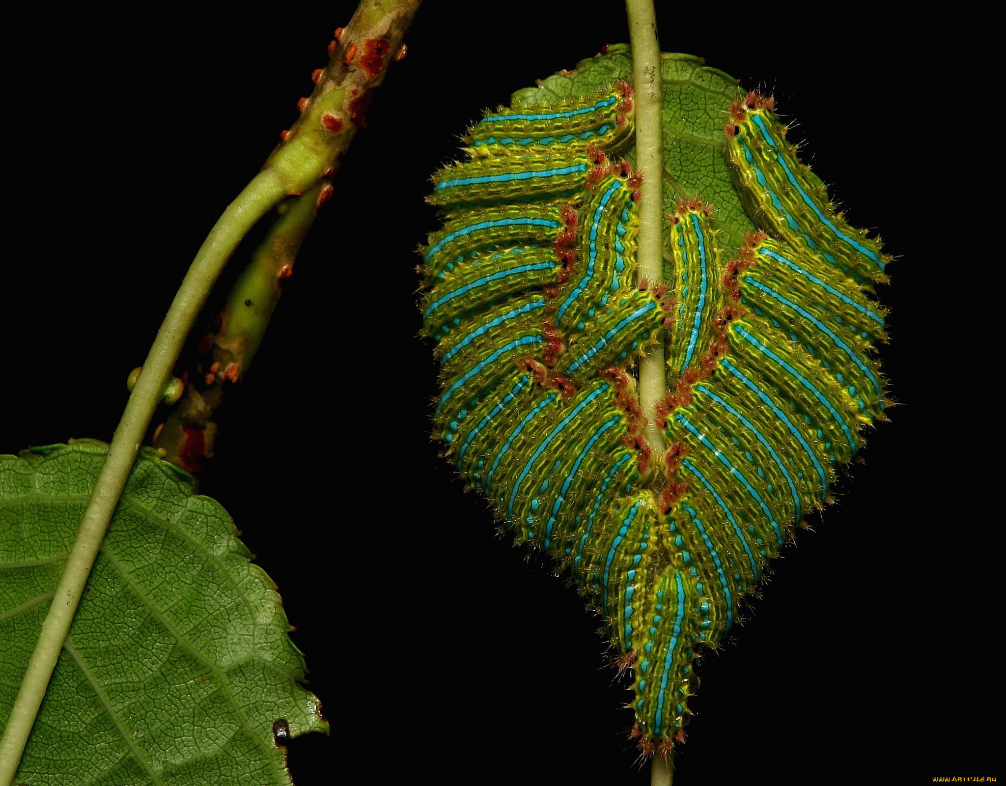 животные, гусеницы, itchydogimages, макро, лист