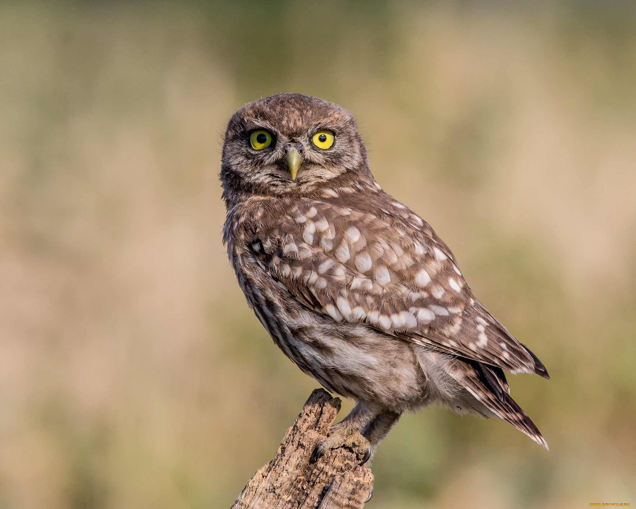 животные, совы, птичка