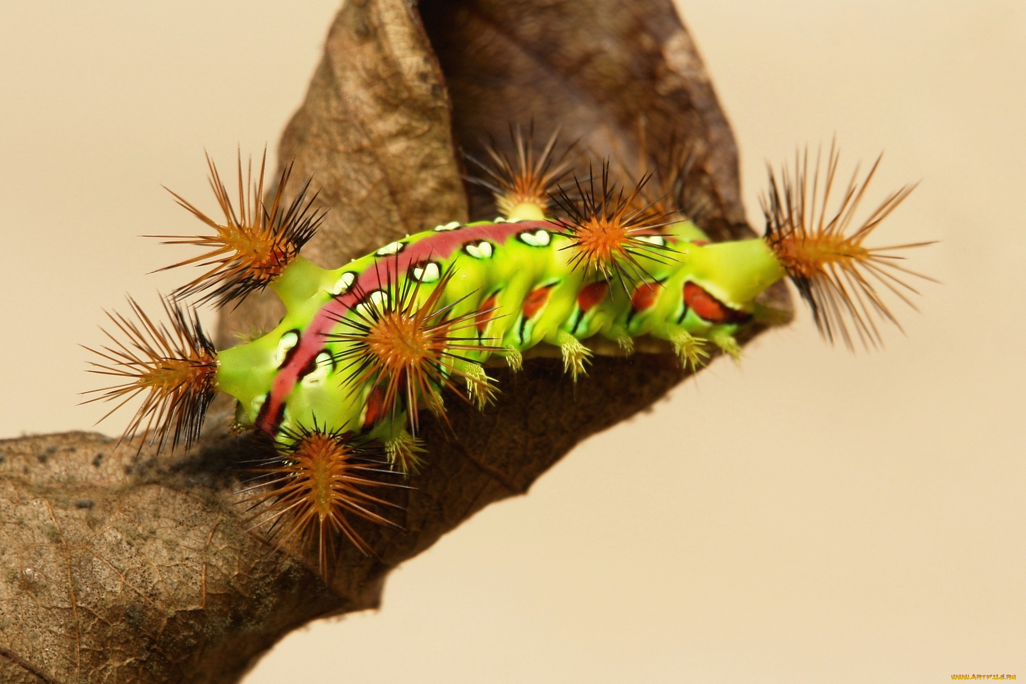 животные, гусеницы, itchydogimages, макро, насекомое, лист, гусеница, необычная