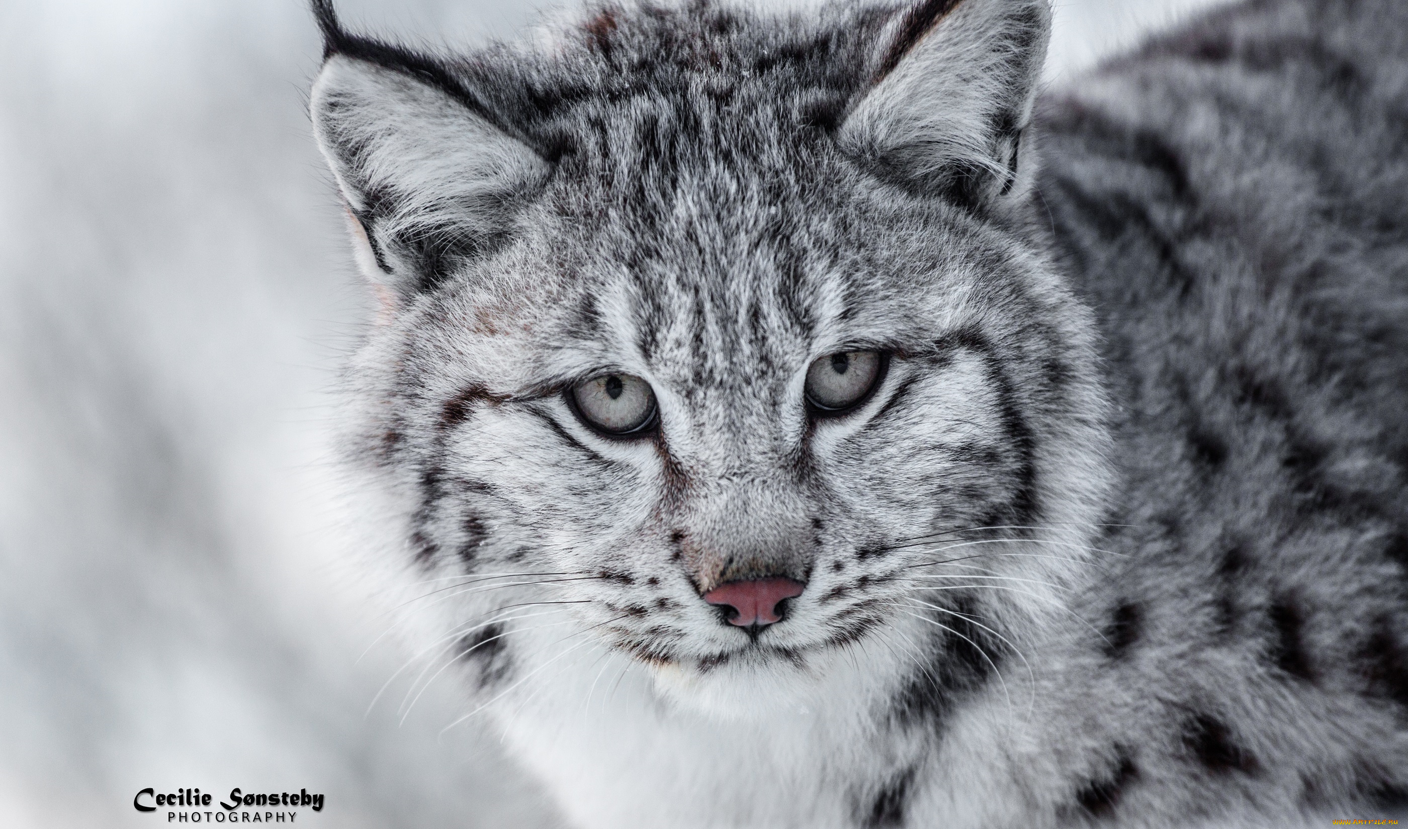 животные, рыси, морда, кошка