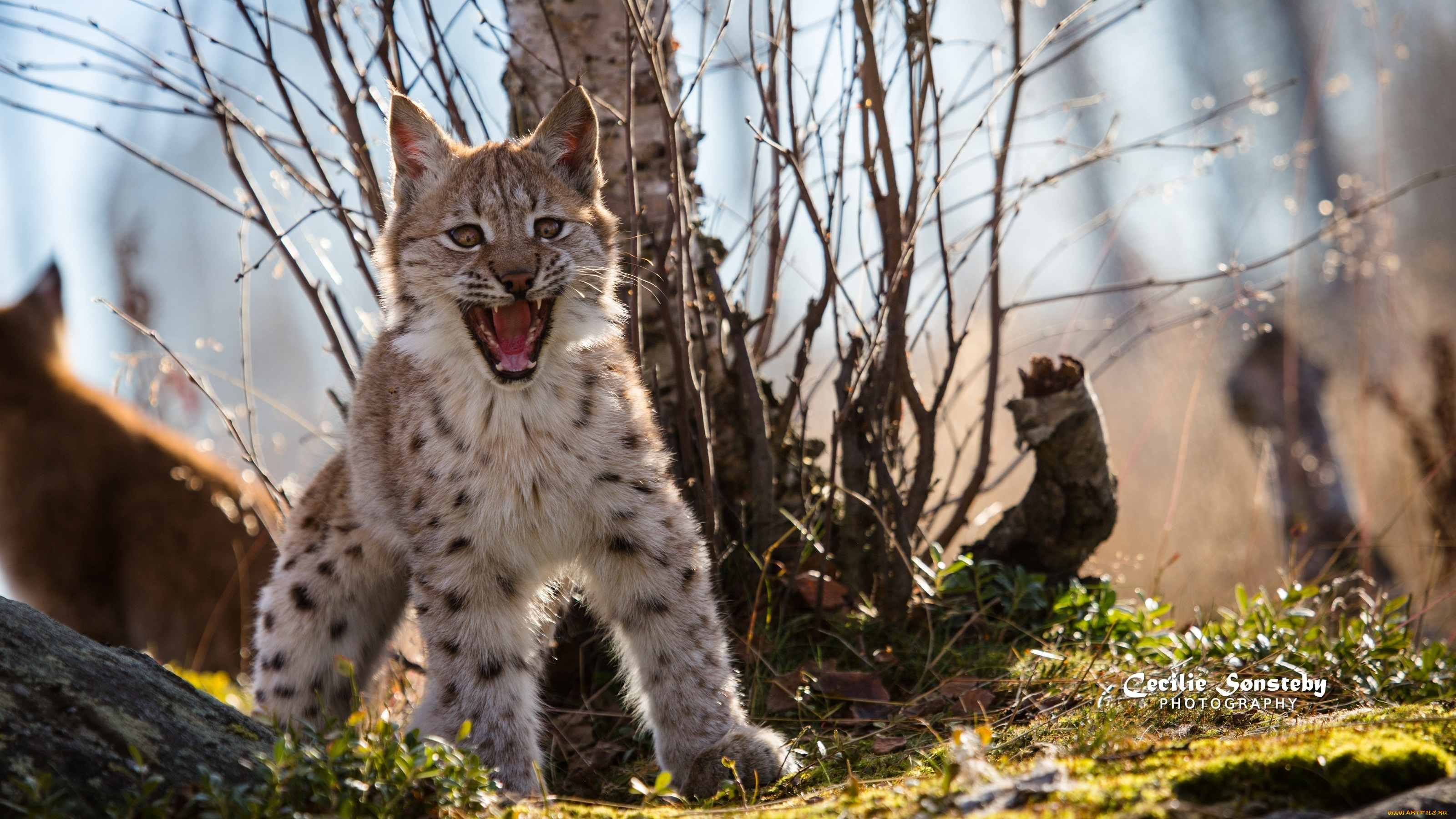 животные, рыси, детёныш, рысёнок, свет, гримаса, пасть, испуг, сердитый, клыки, оскал, поза
