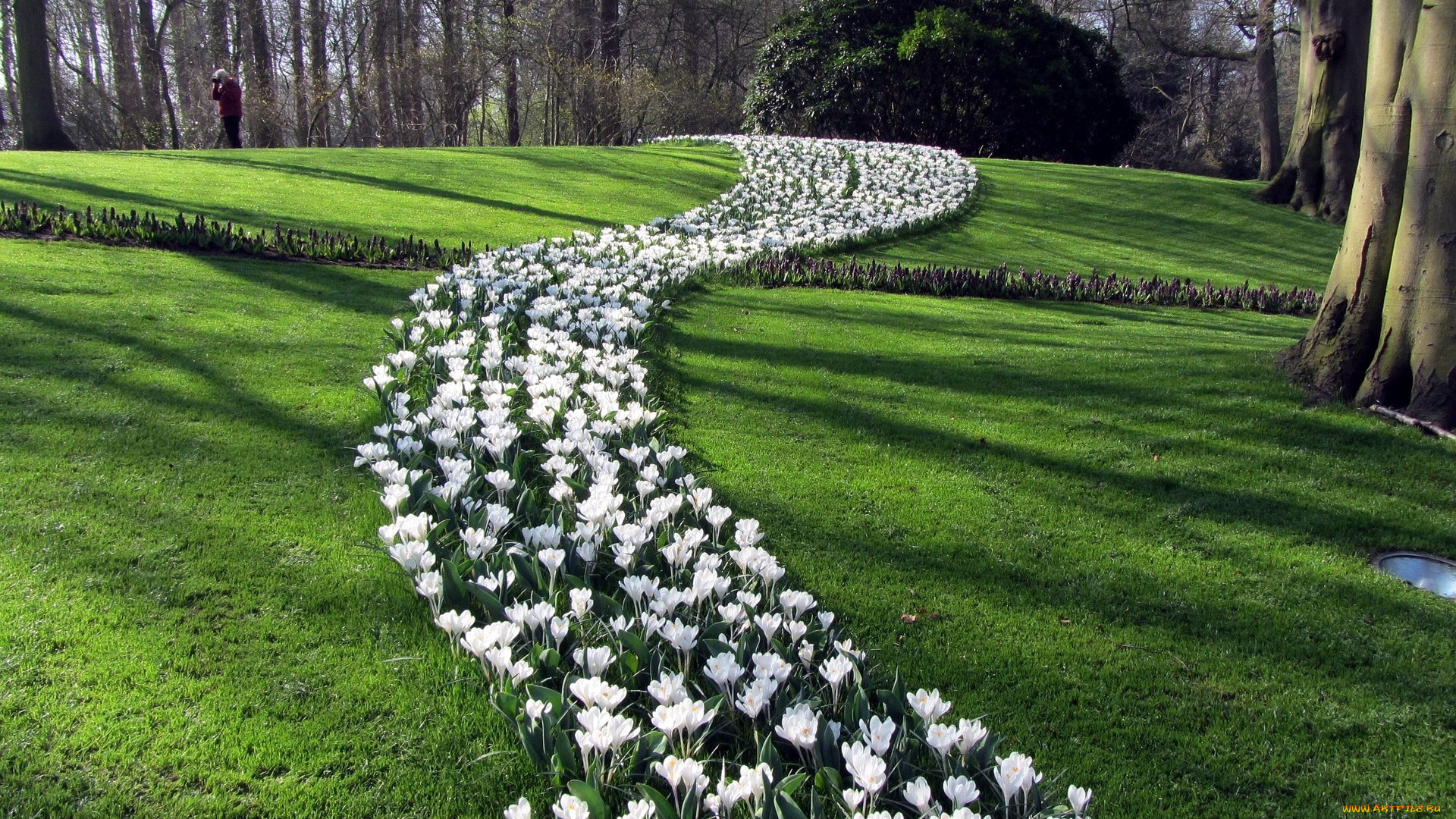 природа, парк, весна, крокусы, лужайка, клумба