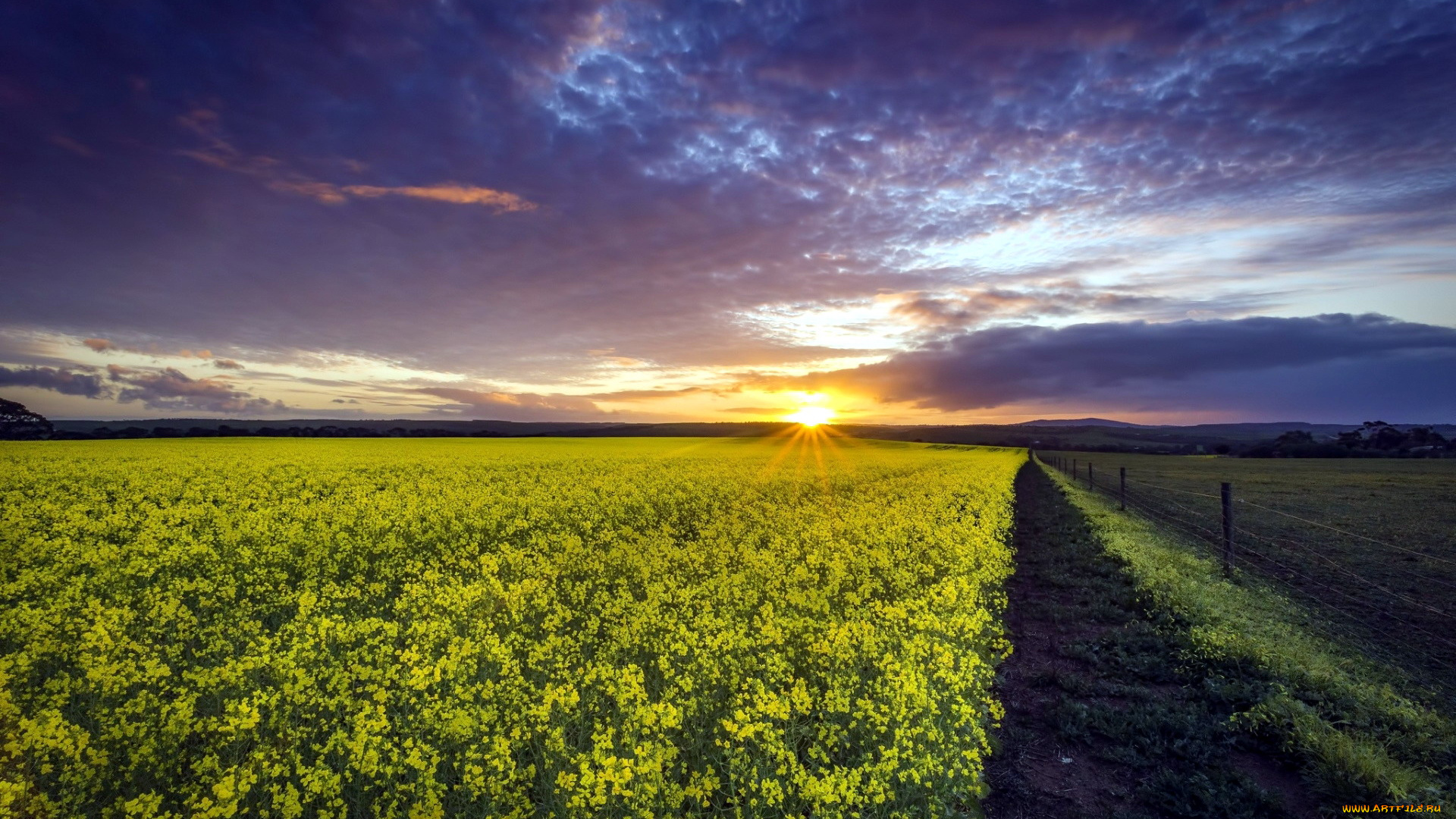 природа, поля, рапс, закат