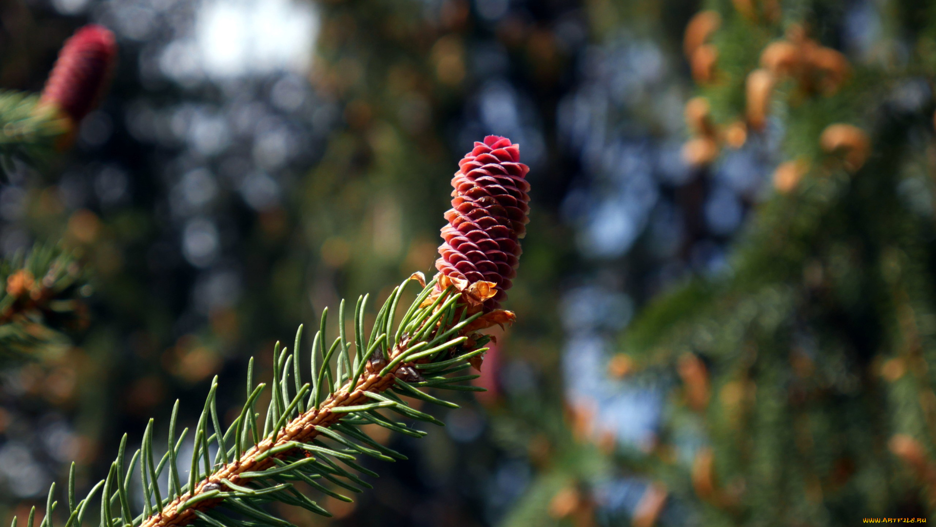 природа, шишки, , жёлуди, , каштаны, шишка, сосновая