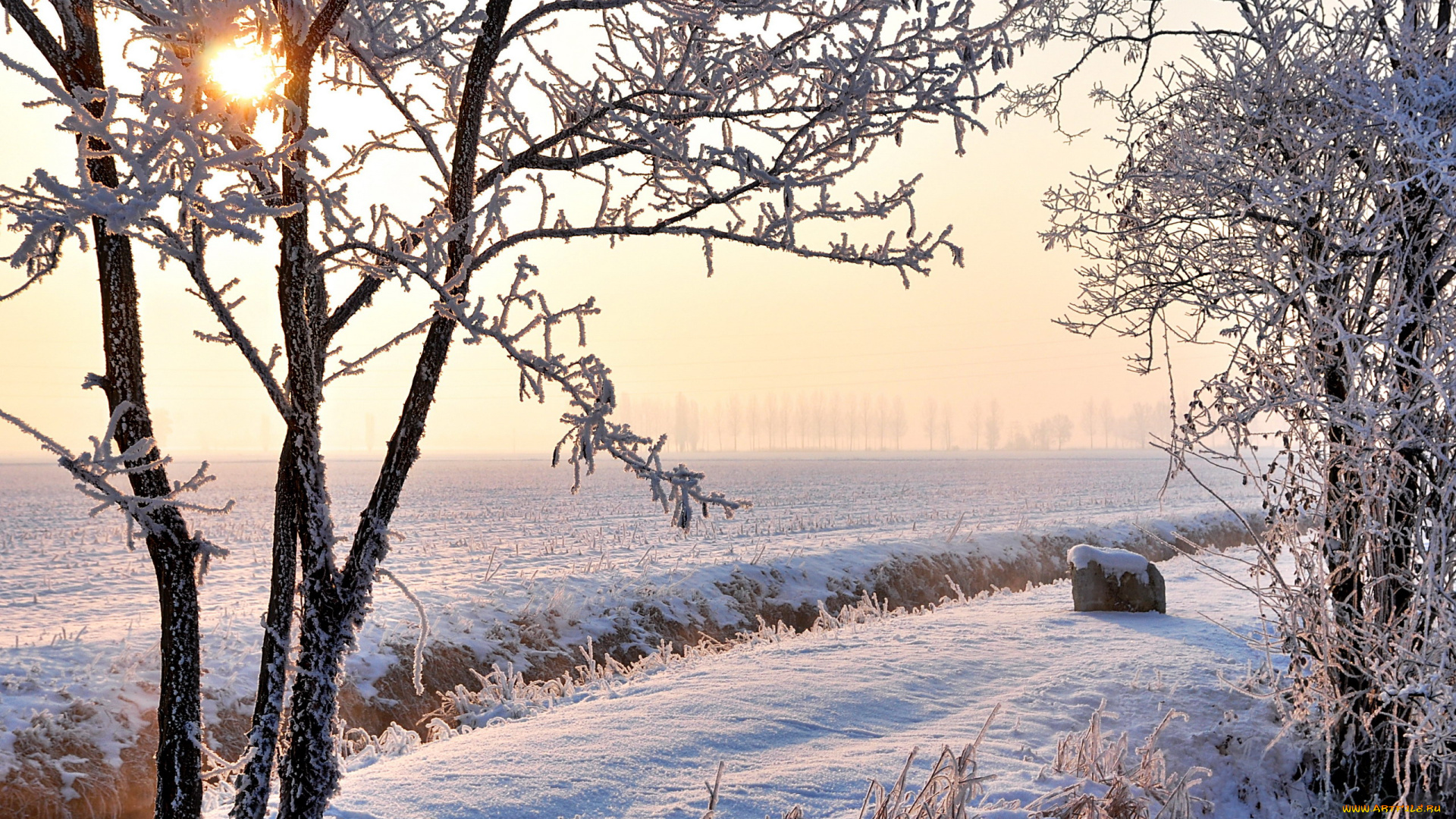 природа, зима, снег, деревья, иней