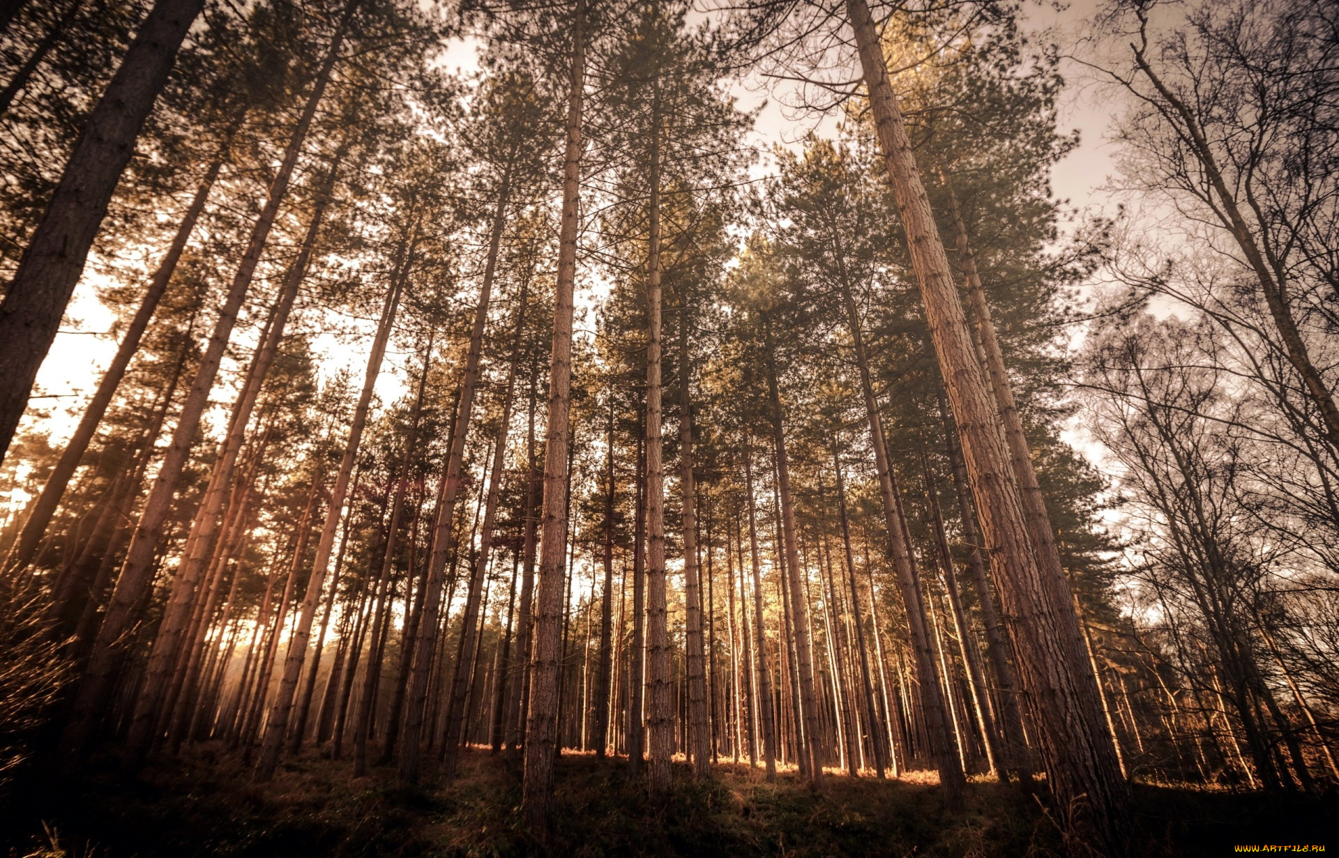 природа, лес, сосны