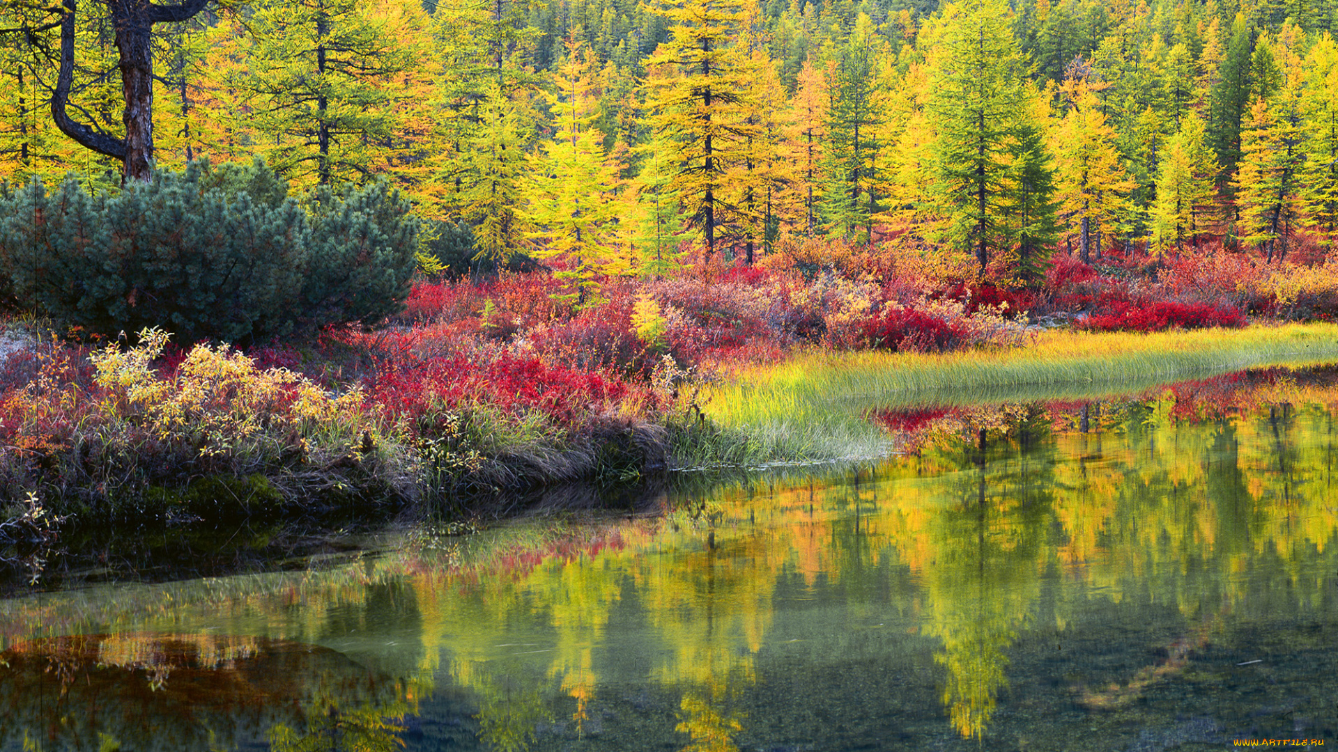 колыма, , озеро, джека, лондона, природа, реки, озера, лес, вода, осень, джек, лондон, озеро, красота, пейзаж