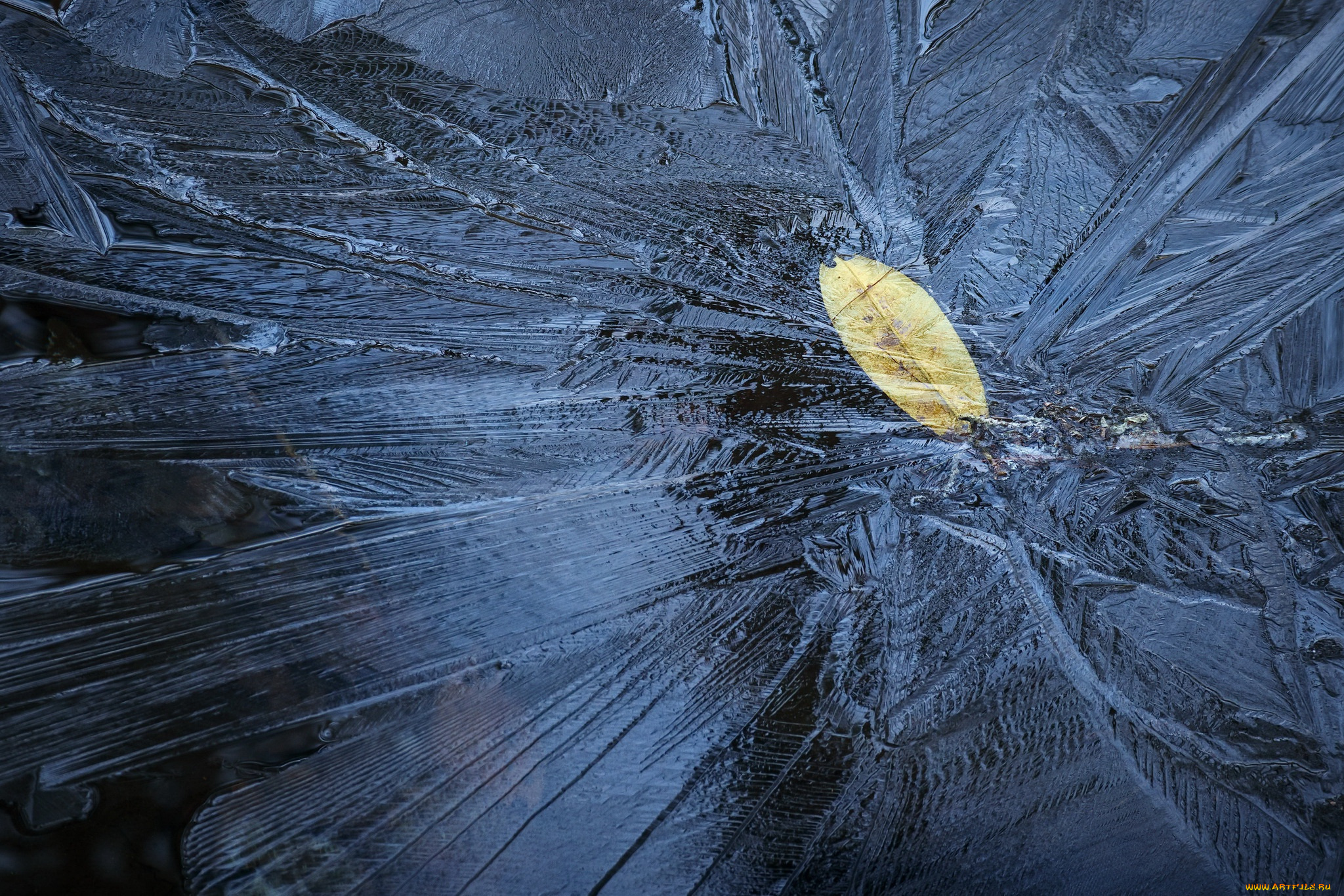 зима, природа, перо, cold, leaves, winter, ice, лед