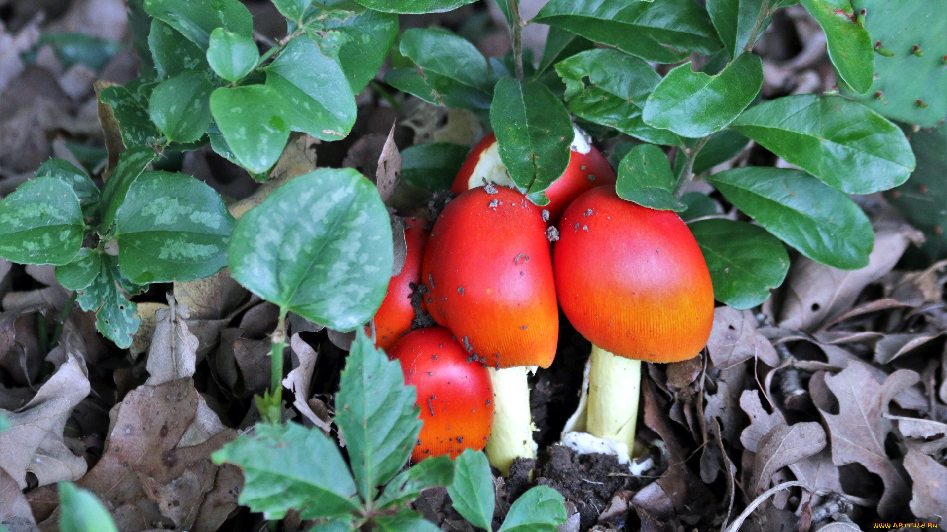природа, грибы, , мухомор, семейка, грибная