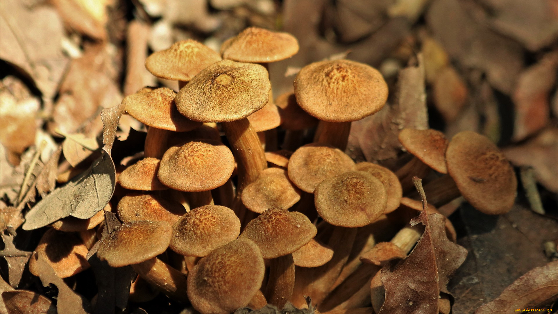 природа, грибы, семейка, грибная