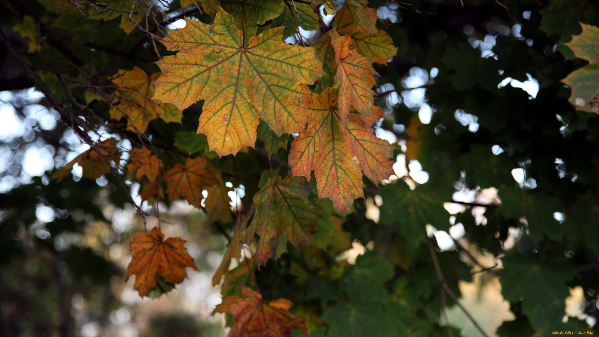 природа, листья, осень