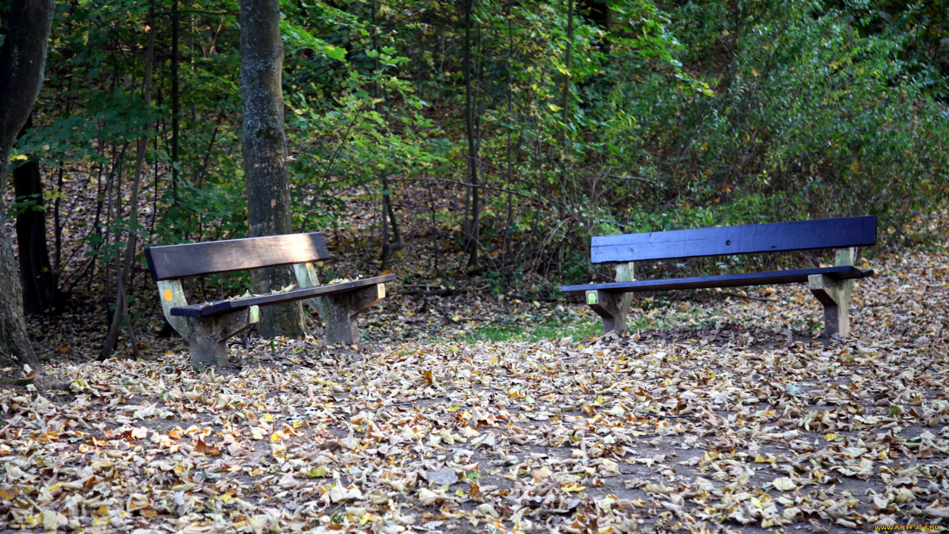 природа, парк, листопад, осень