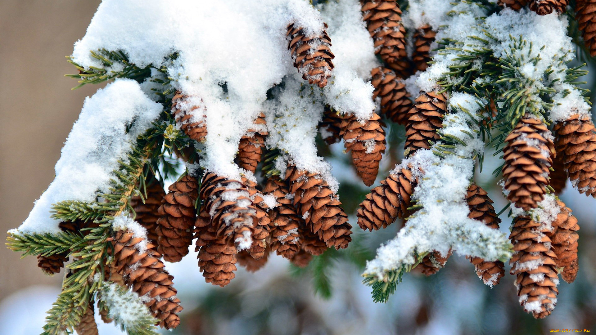 природа, шишки, , жёлуди, , каштаны, ветка, снег