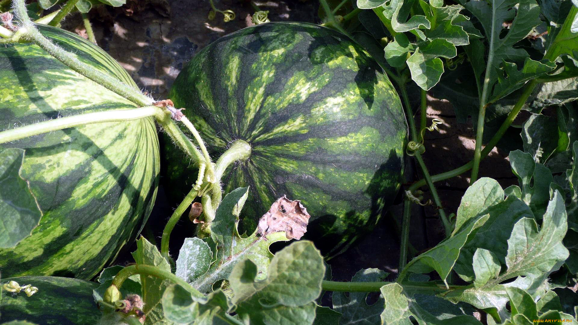 природа, Ягоды, арбуз