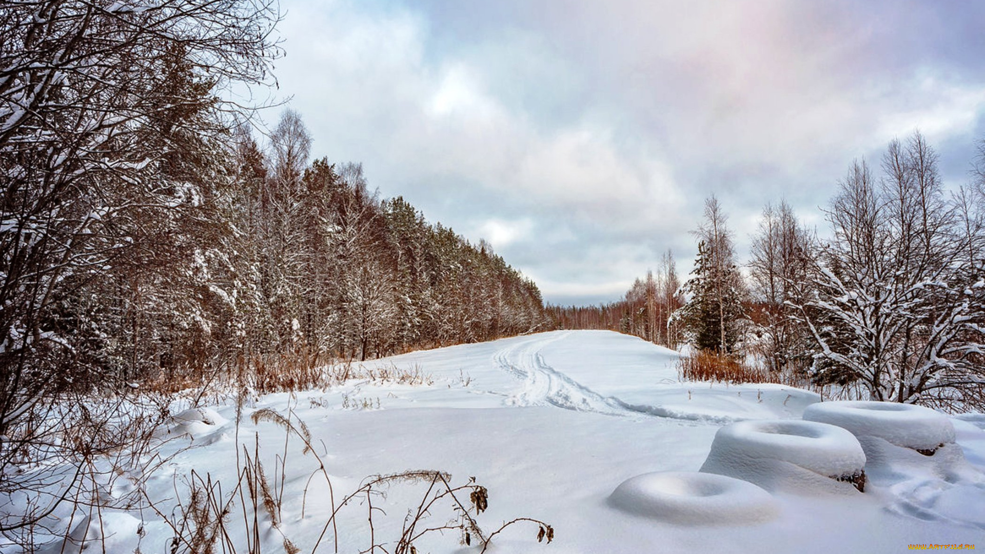 природа, зима, деревья, лес