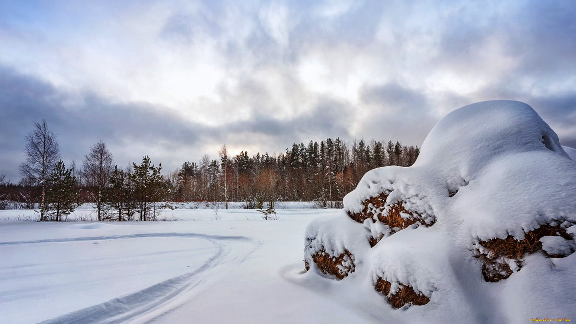 природа, зима, лес, деревья