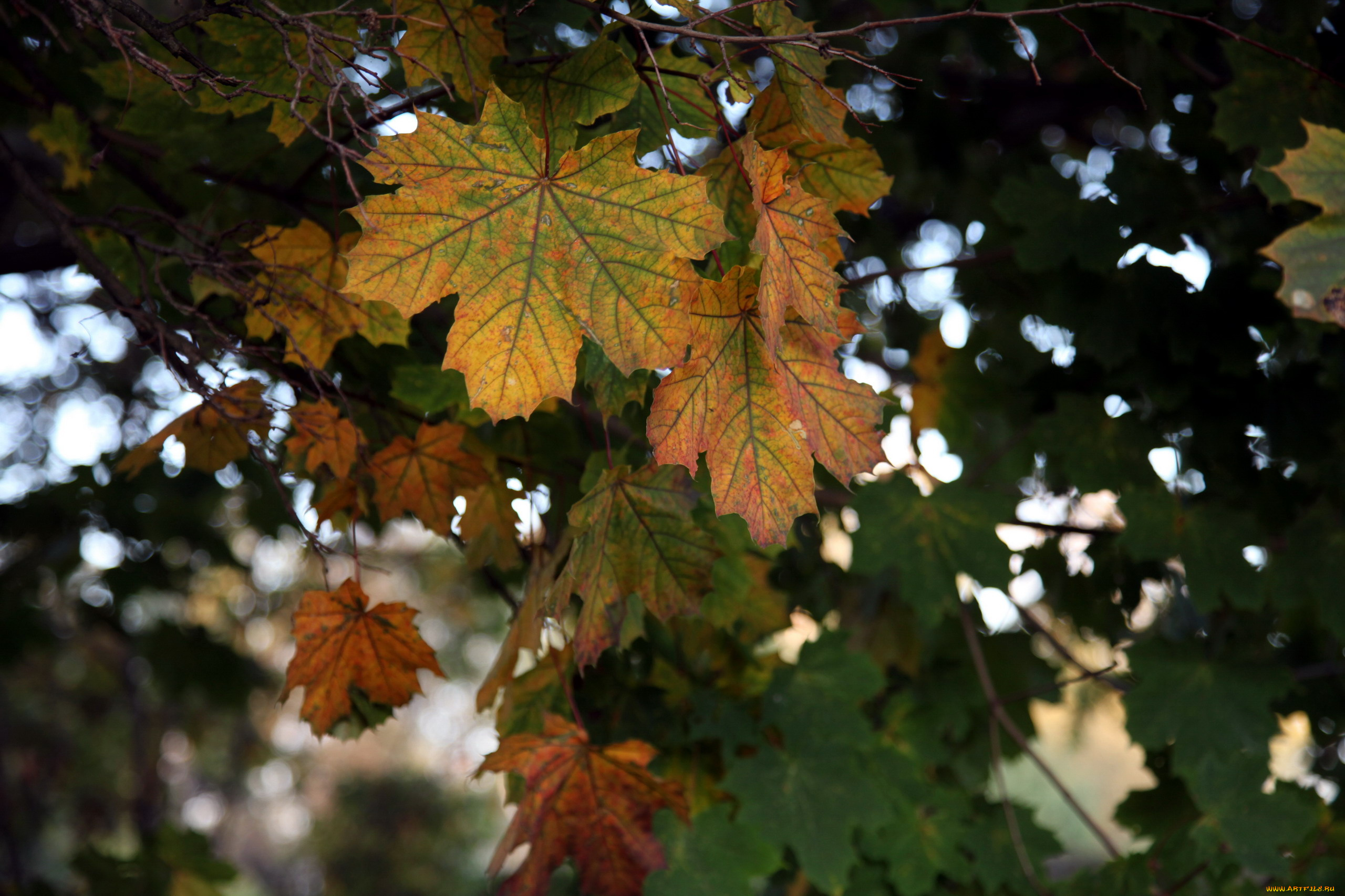 природа, листья, осень