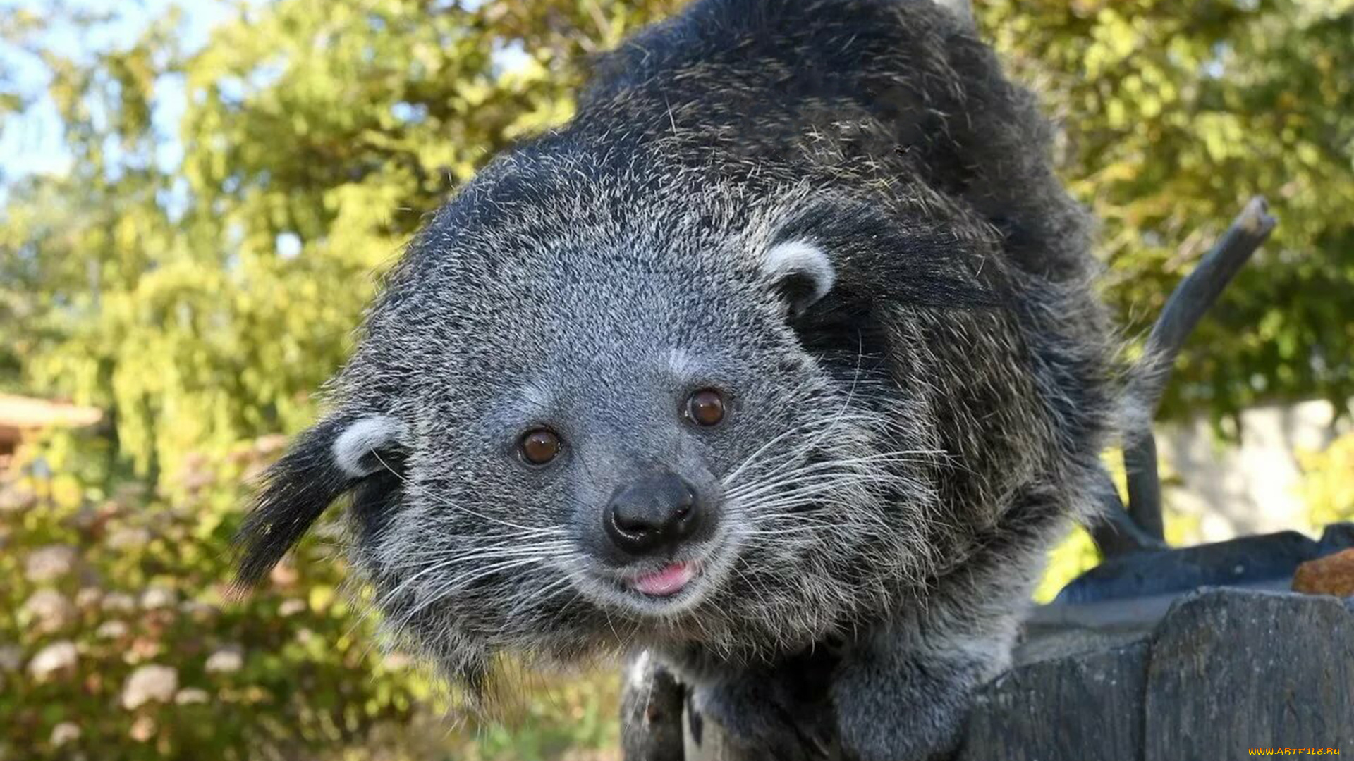 binturong, животные, бинтуронги, бинтуронг, млекопитающие, виверровые, хищники, шерсть, морда, когти, хвост