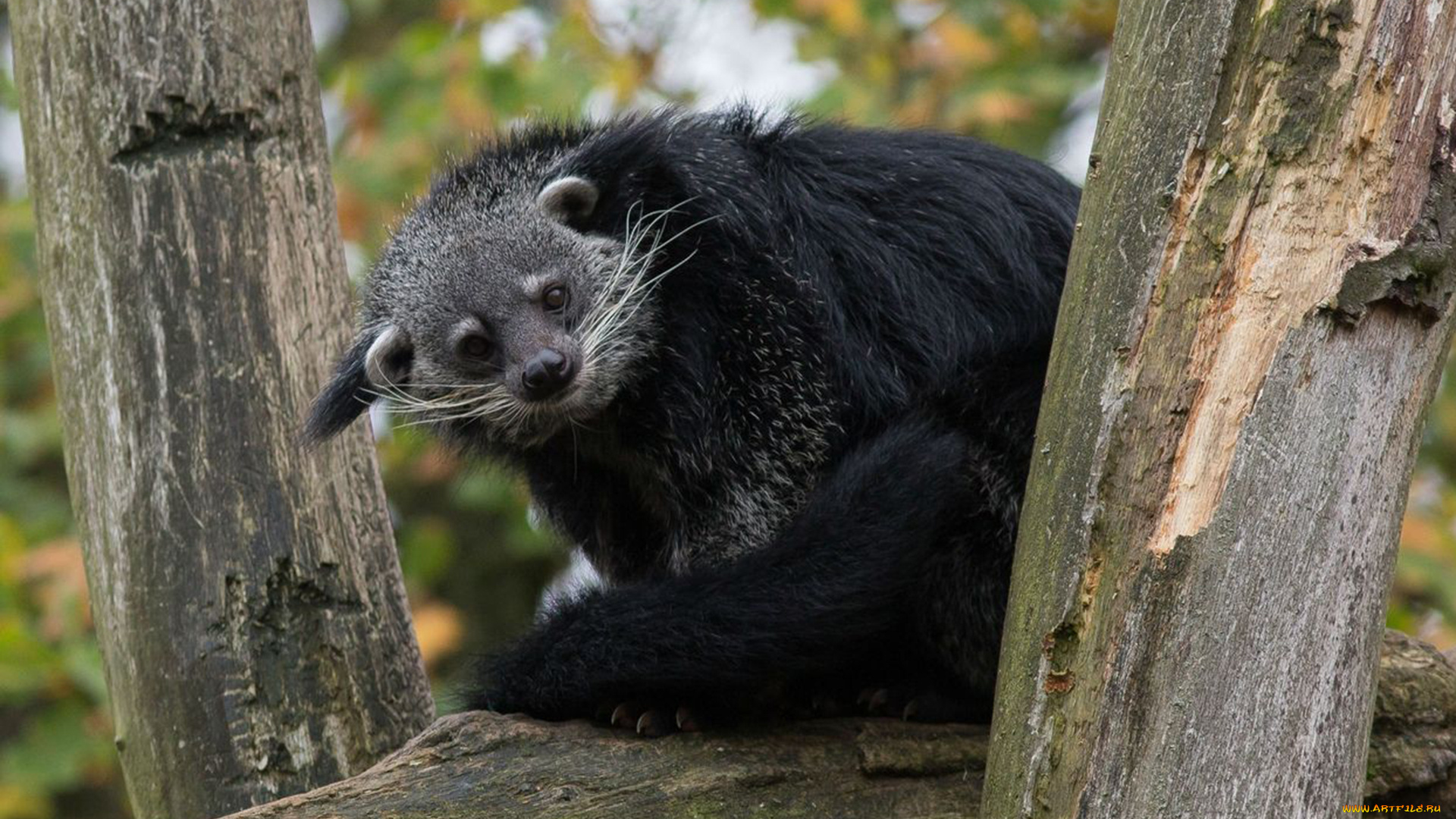 binturong, животные, бинтуронги, бинтуронг, млекопитающие, виверровые, хищники, шерсть, морда, когти, хвост