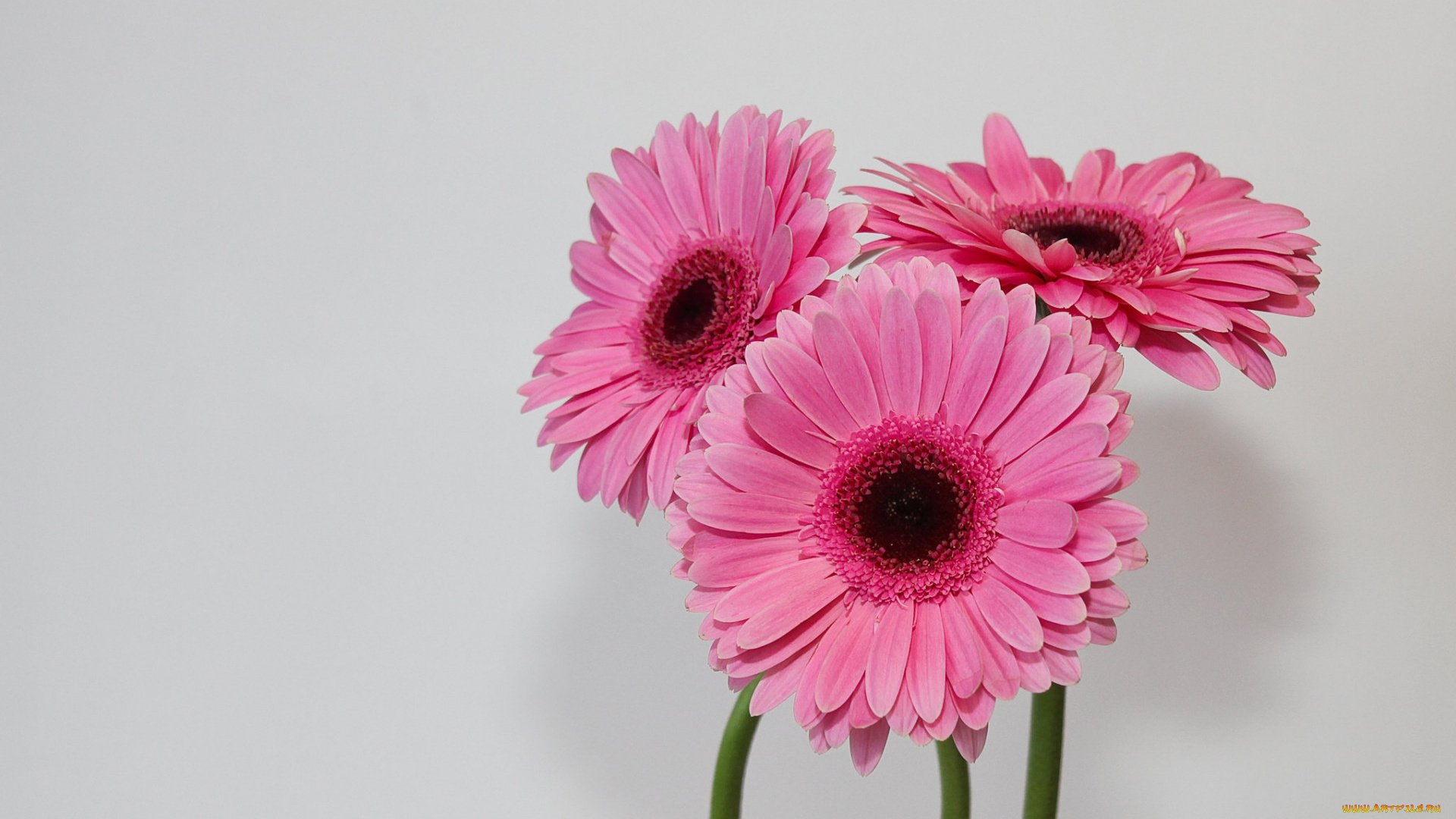 цветы, герберы, розовые, трио