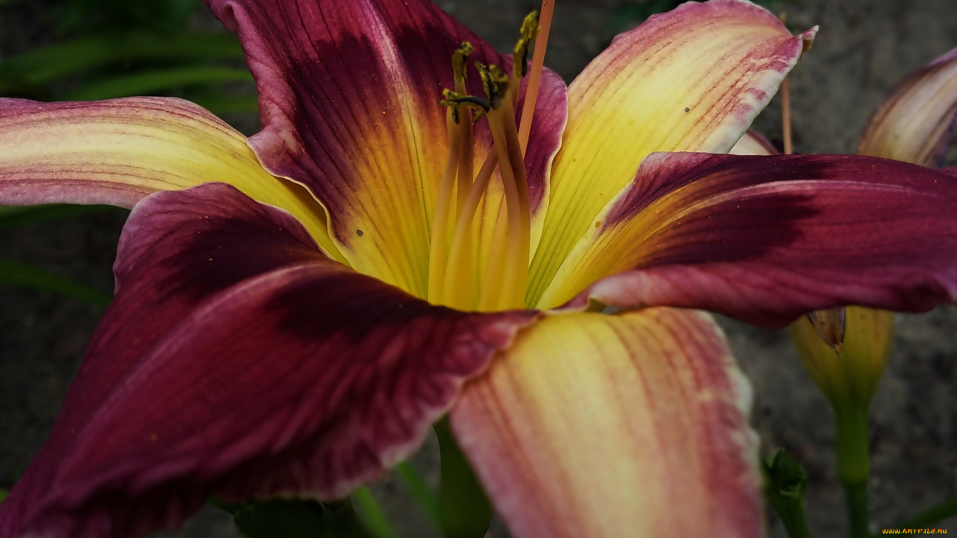 цветы, лилии, , лилейники, лилейник, макро