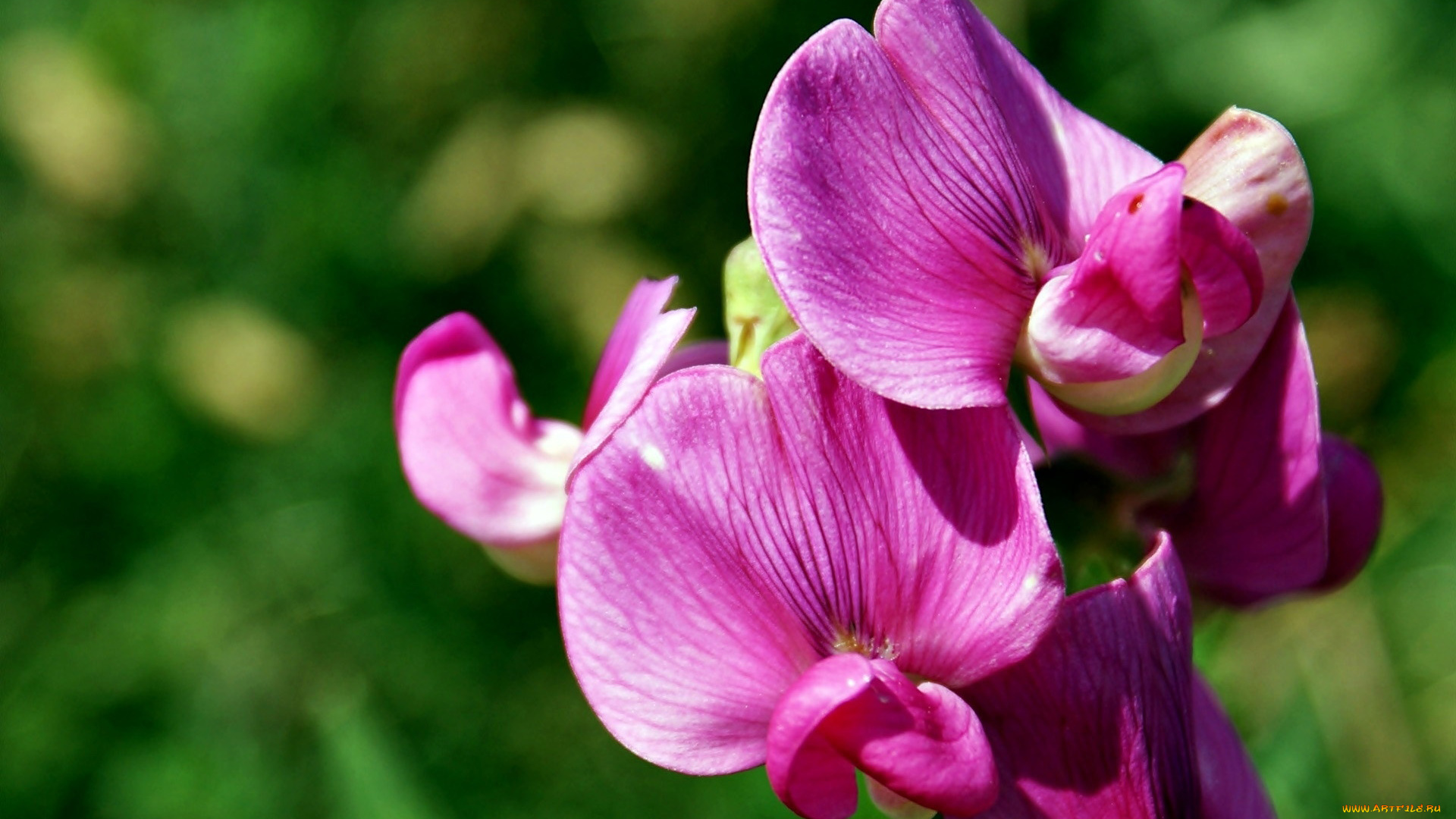 цветы, орхидеи, розовые, экзотика