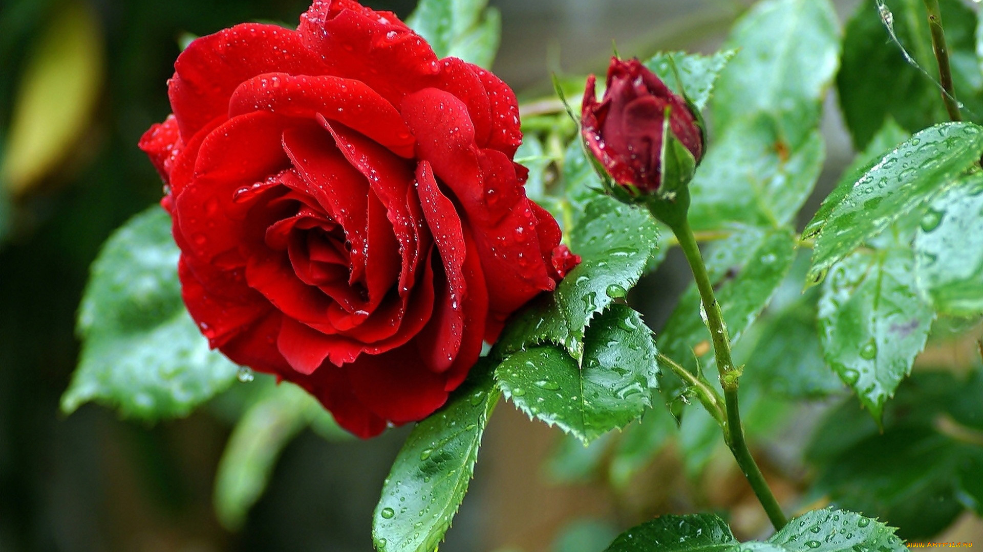 цветы, розы, алая, роза, бутон, куст, капли