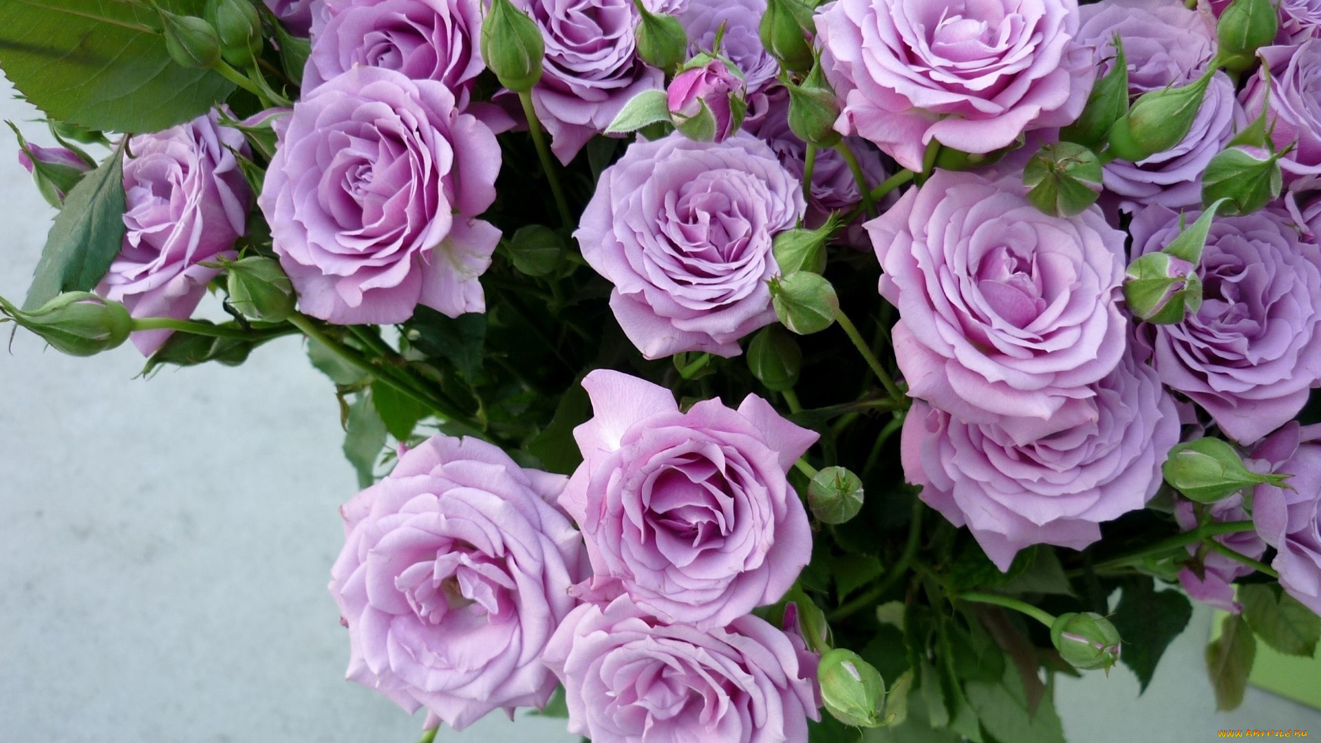 цветы, розы, сиреневые, букет