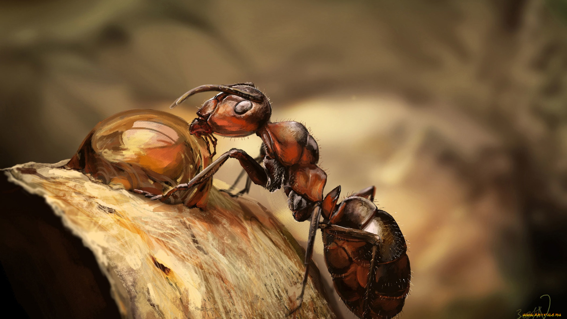 eli, fabien, животные, насекомые, муравей, painting, practice, eli, fabien