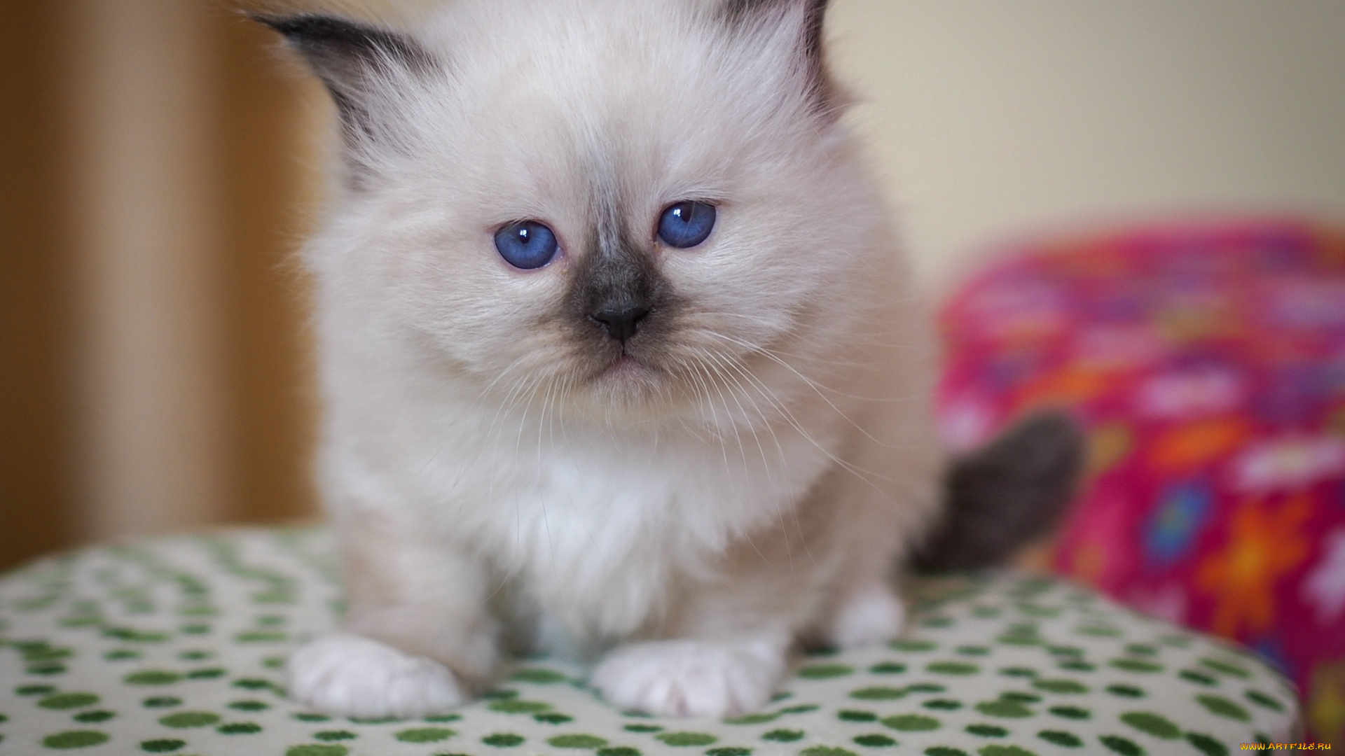 животные, коты, котёнок