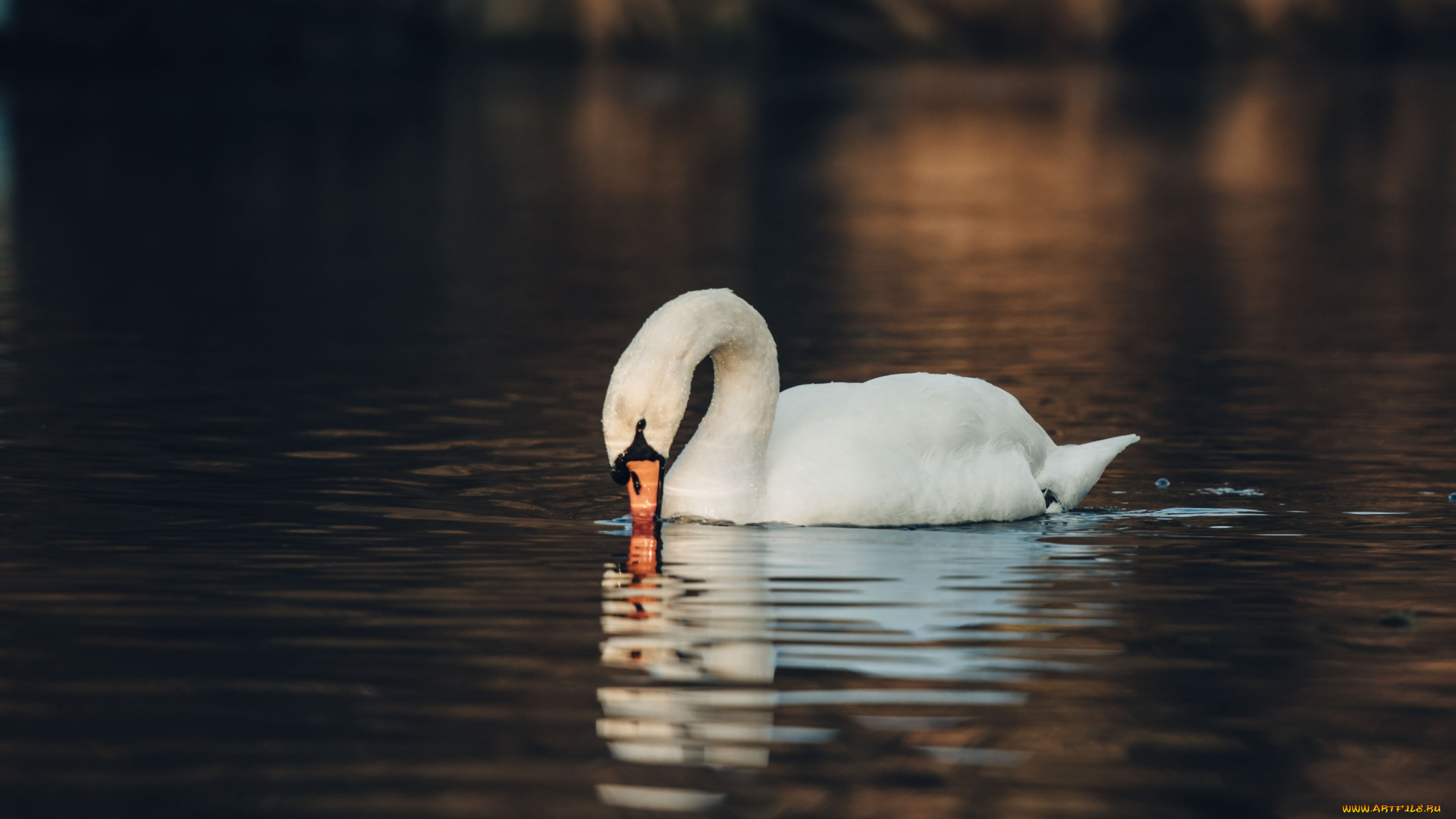 животные, лебеди, лебедь
