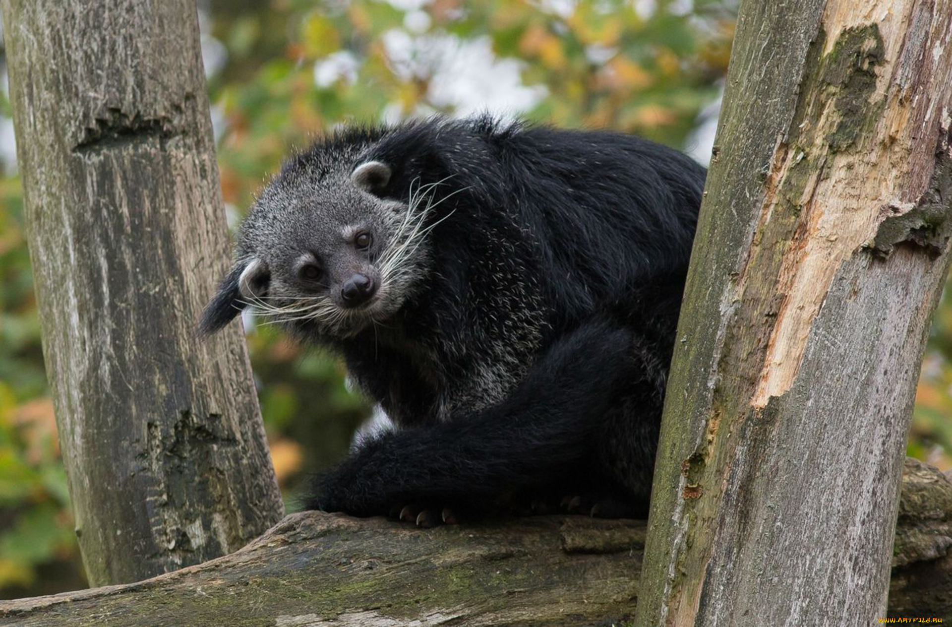 binturong, животные, бинтуронги, бинтуронг, млекопитающие, виверровые, хищники, шерсть, морда, когти, хвост