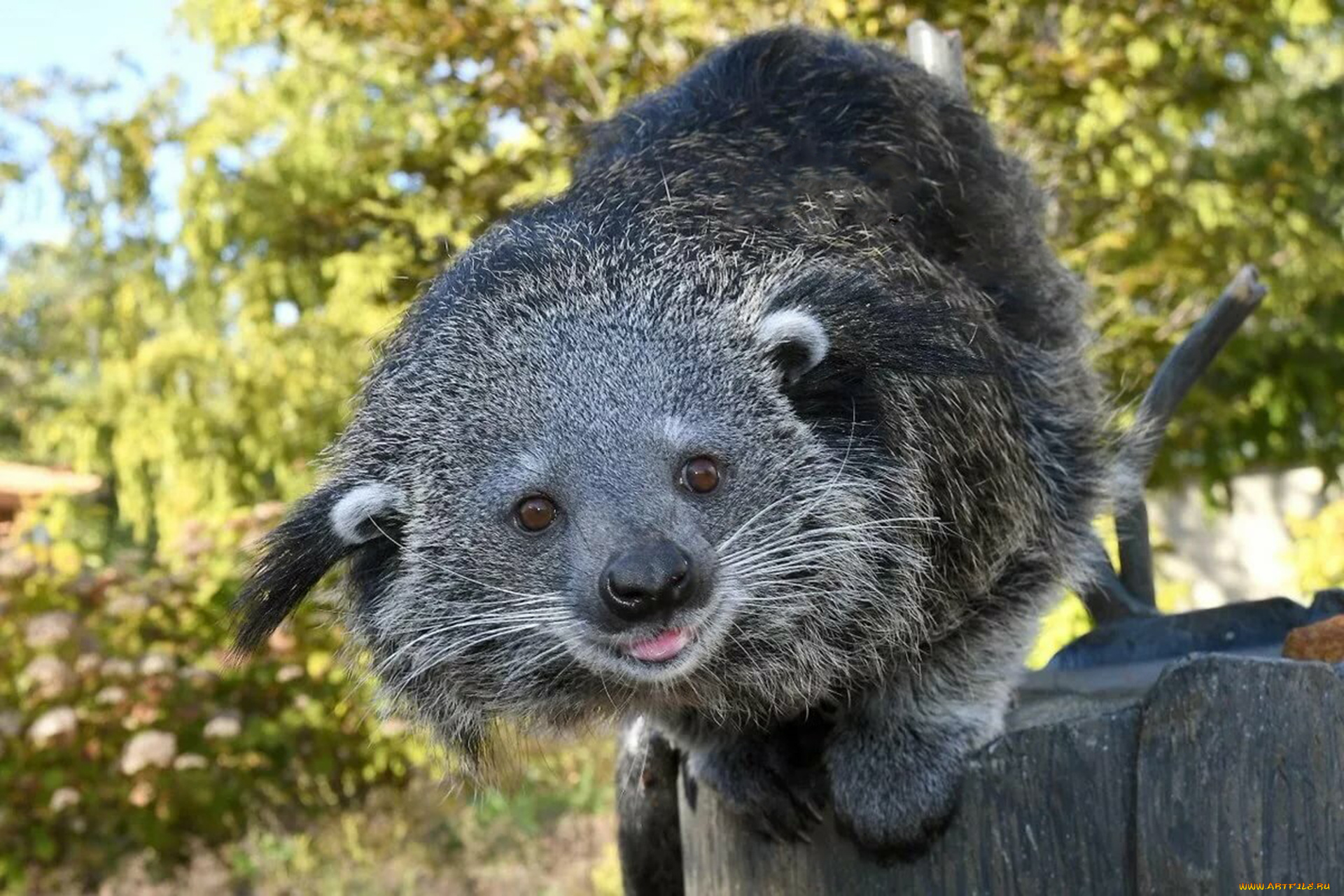 binturong, животные, бинтуронги, бинтуронг, млекопитающие, виверровые, хищники, шерсть, морда, когти, хвост