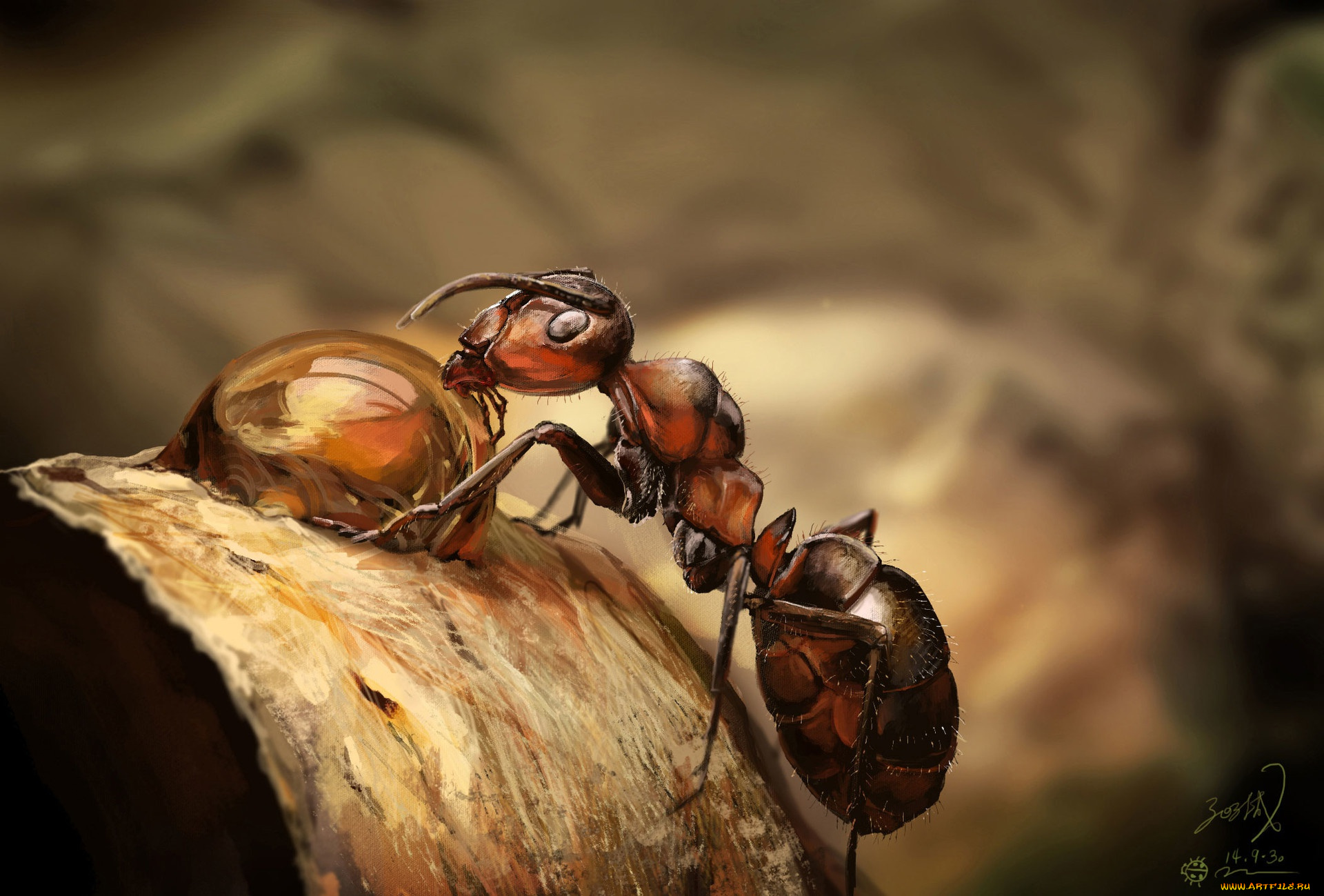 eli, fabien, животные, насекомые, муравей, painting, practice, eli, fabien