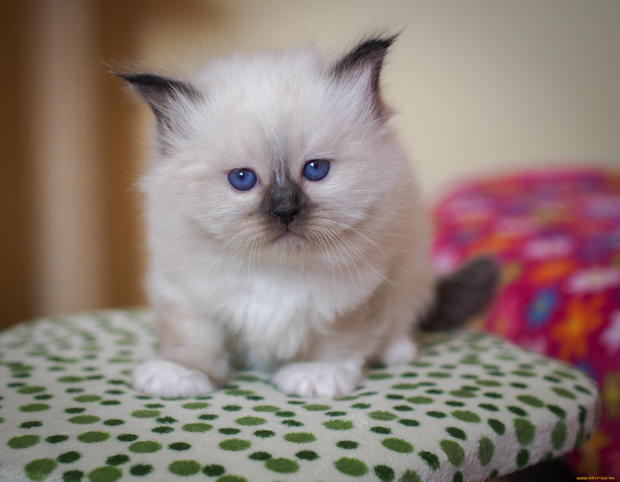 животные, коты, котёнок