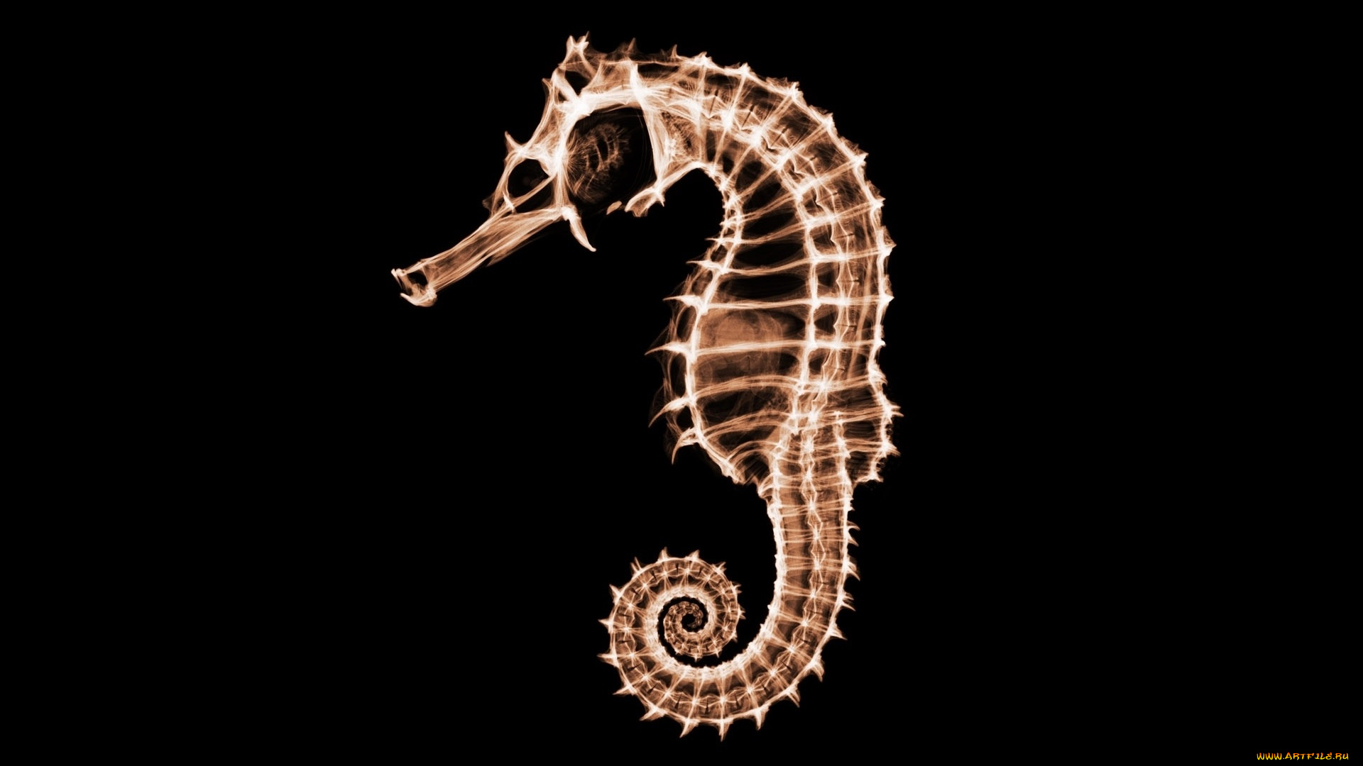 разное, кости, , рентген, морской, конек