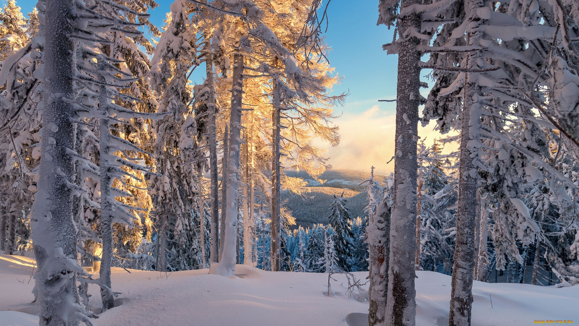 природа, зима, сугробы, снег, сосны