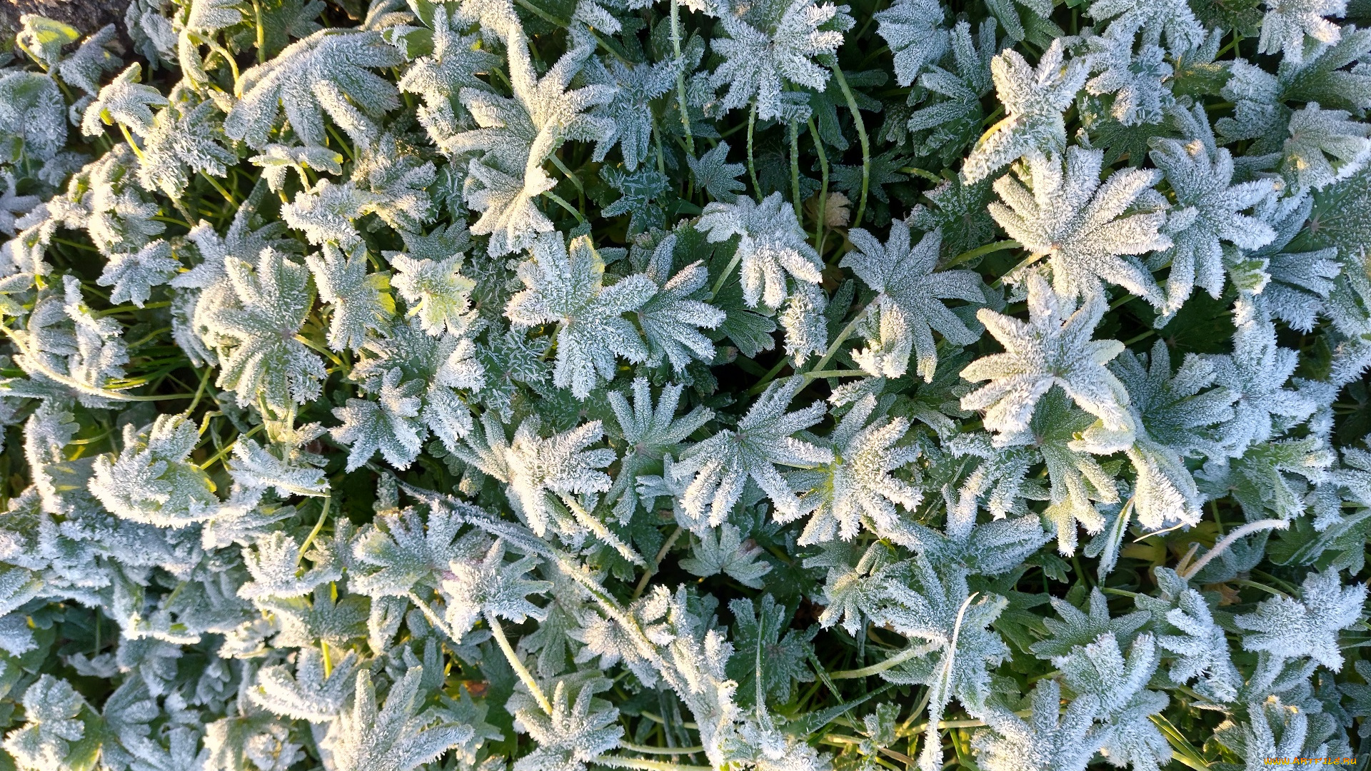 природа, макро, иней